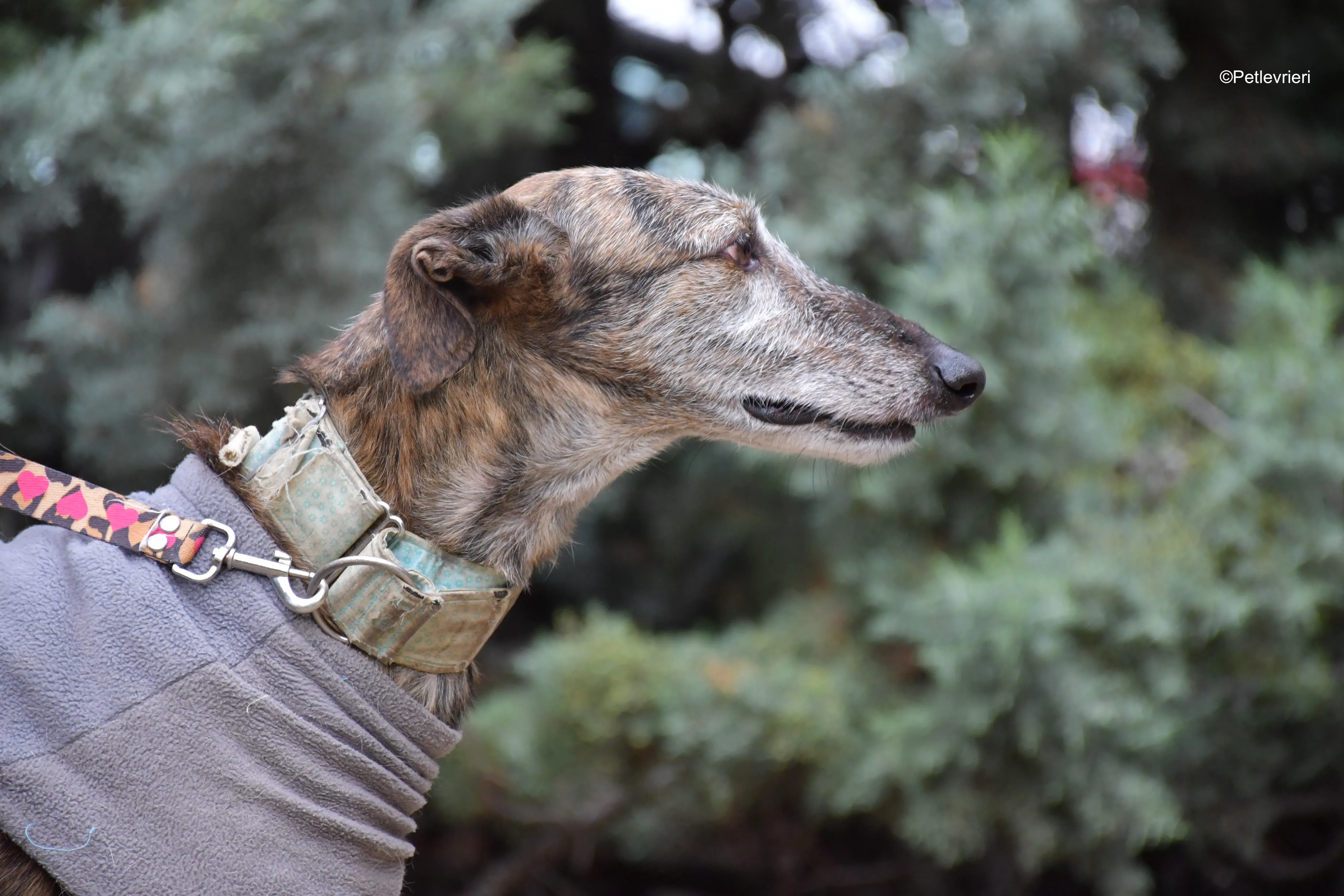 adamo eva adozione levrieri galgo 1