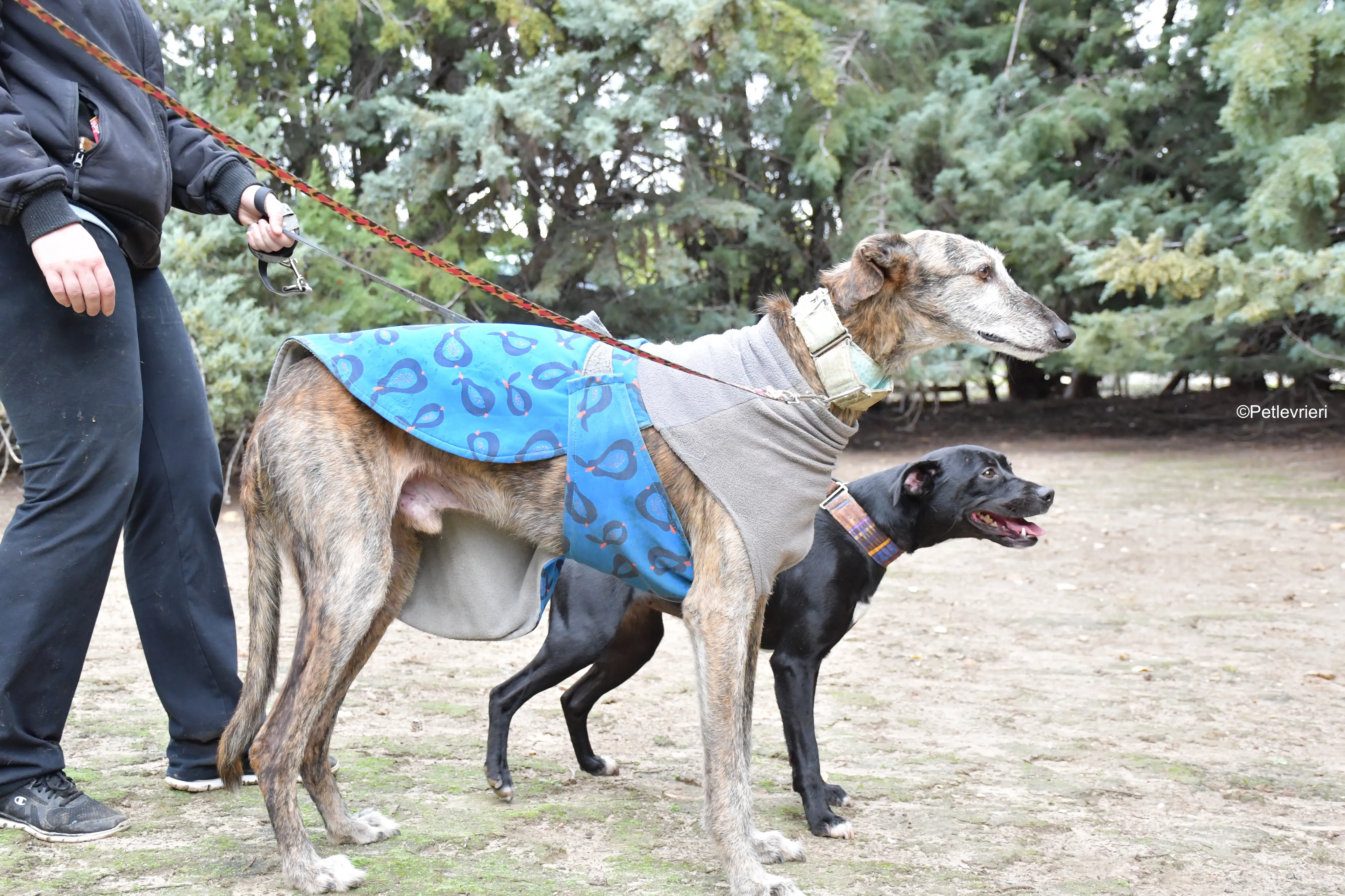 adamo eva adozione levrieri galgo 10