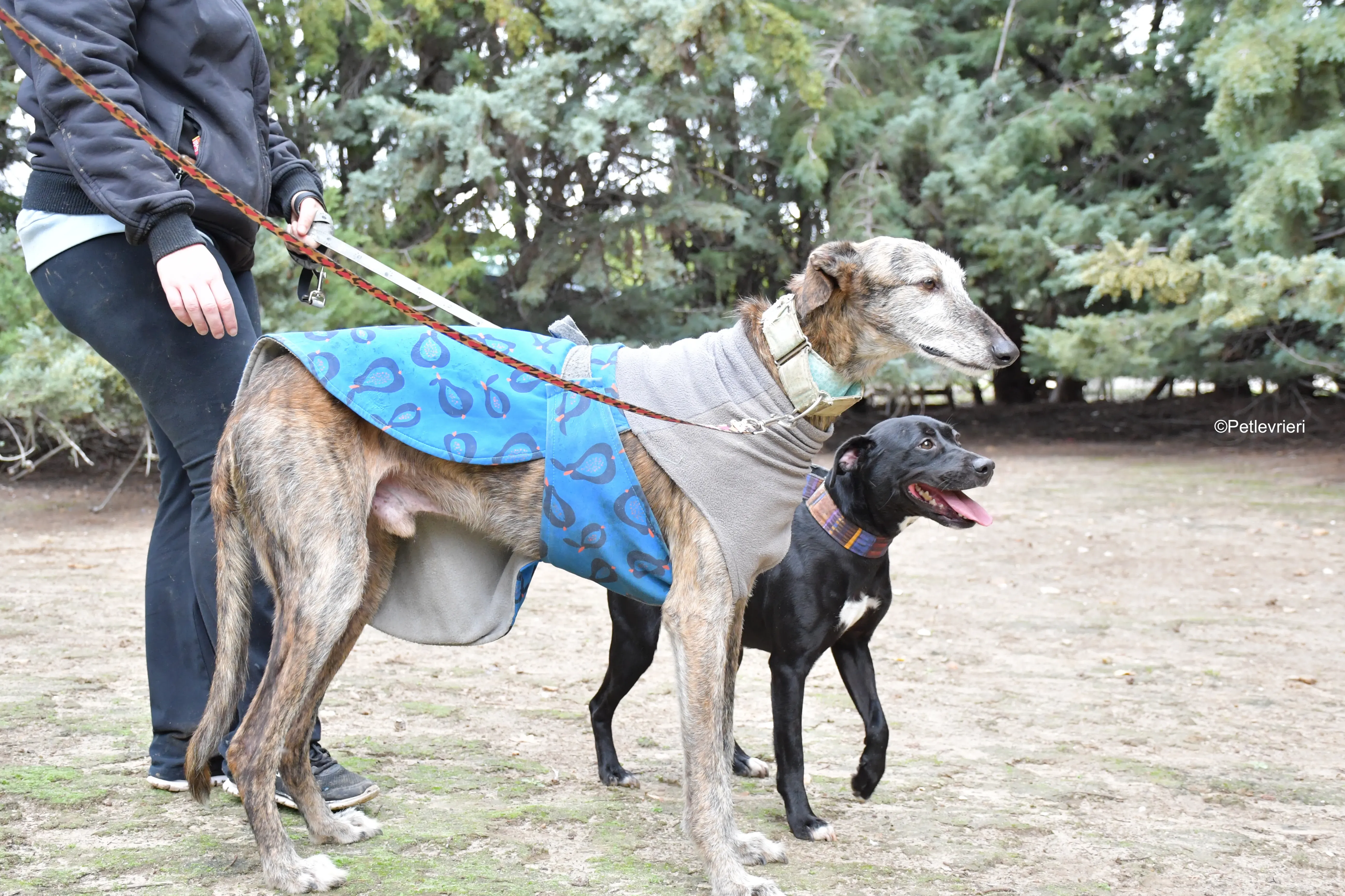 adamo eva adozione levrieri galgo 11