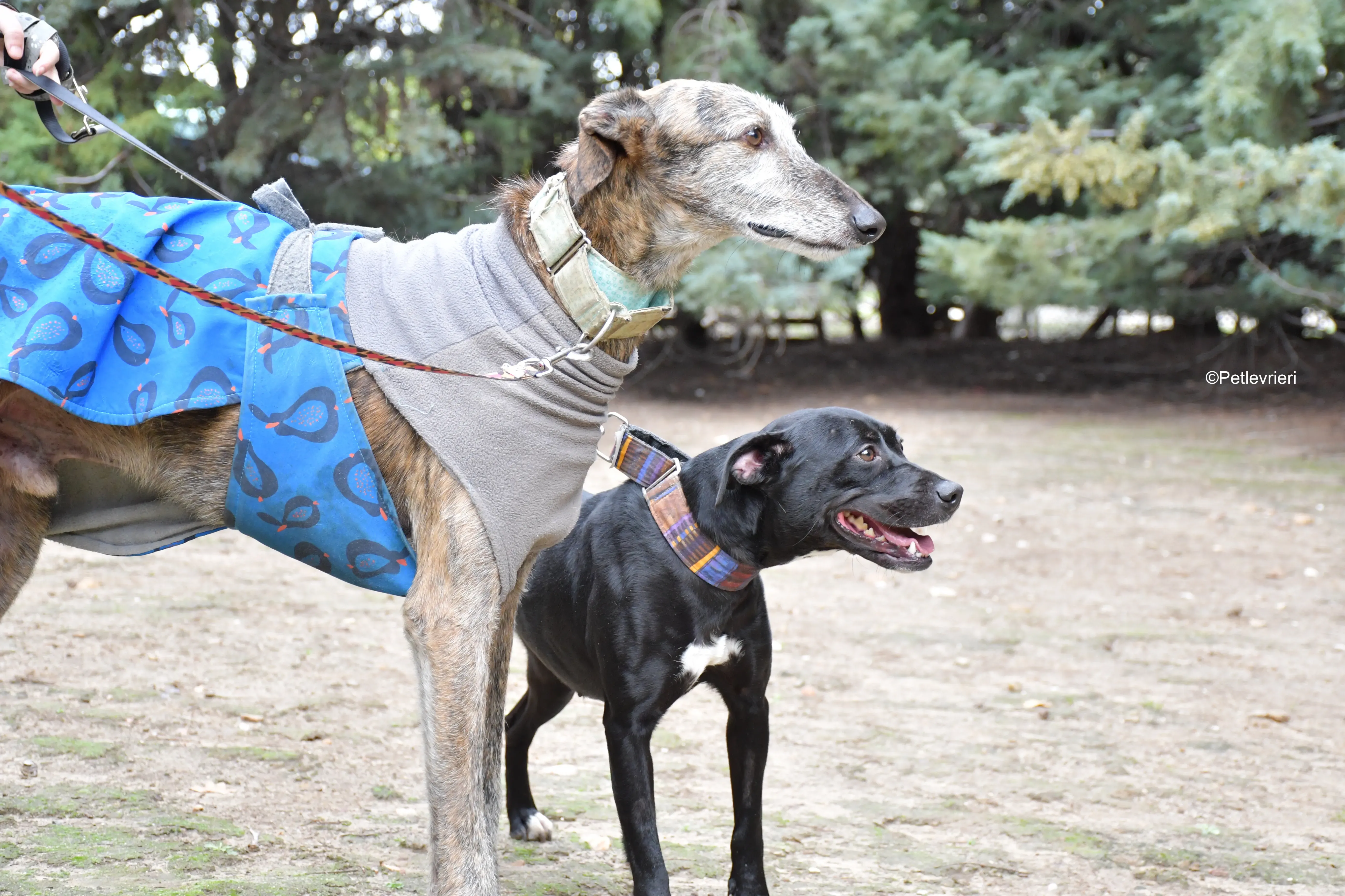 adamo eva adozione levrieri galgo 12