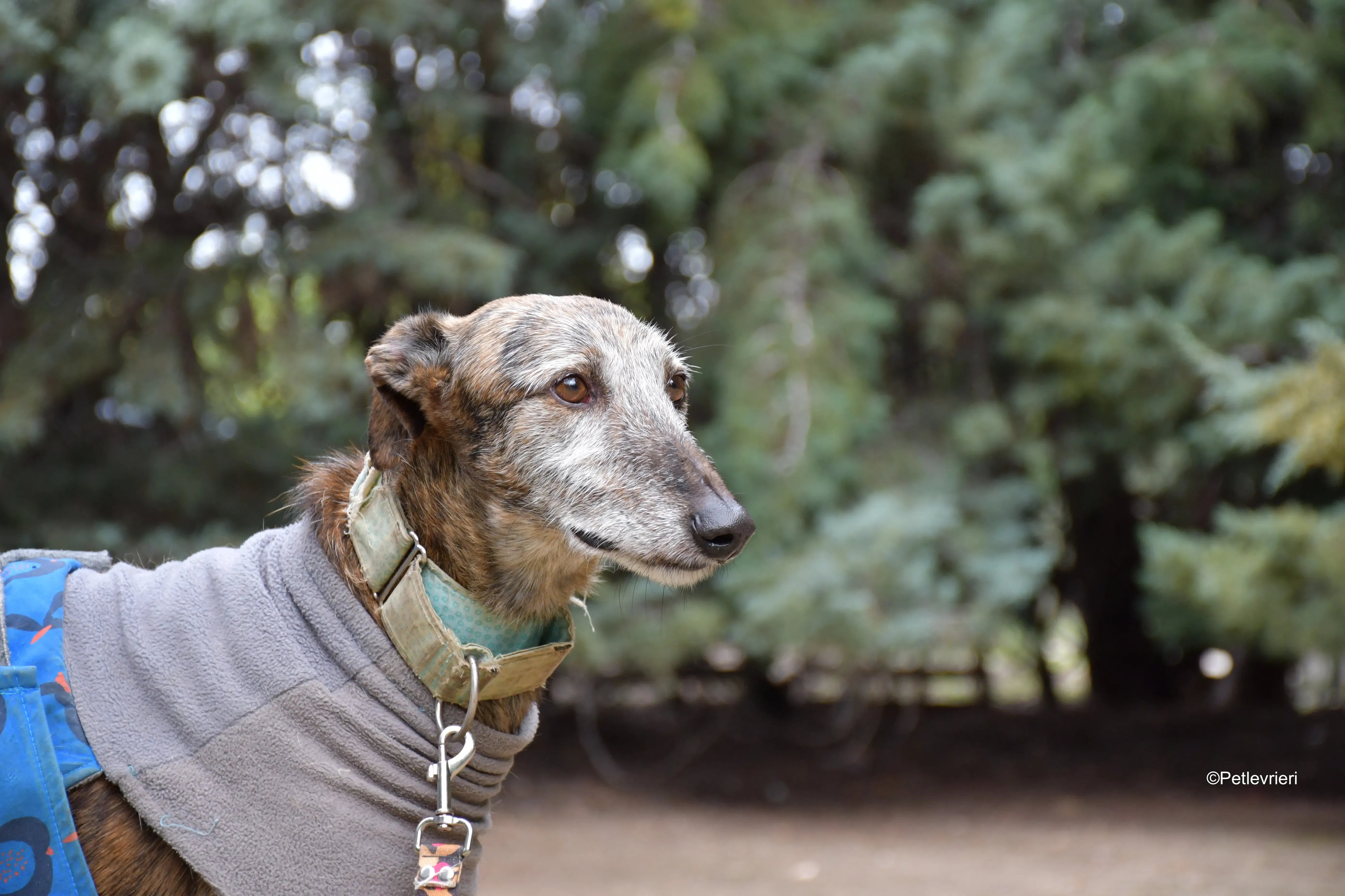 adamo eva adozione levrieri galgo 13