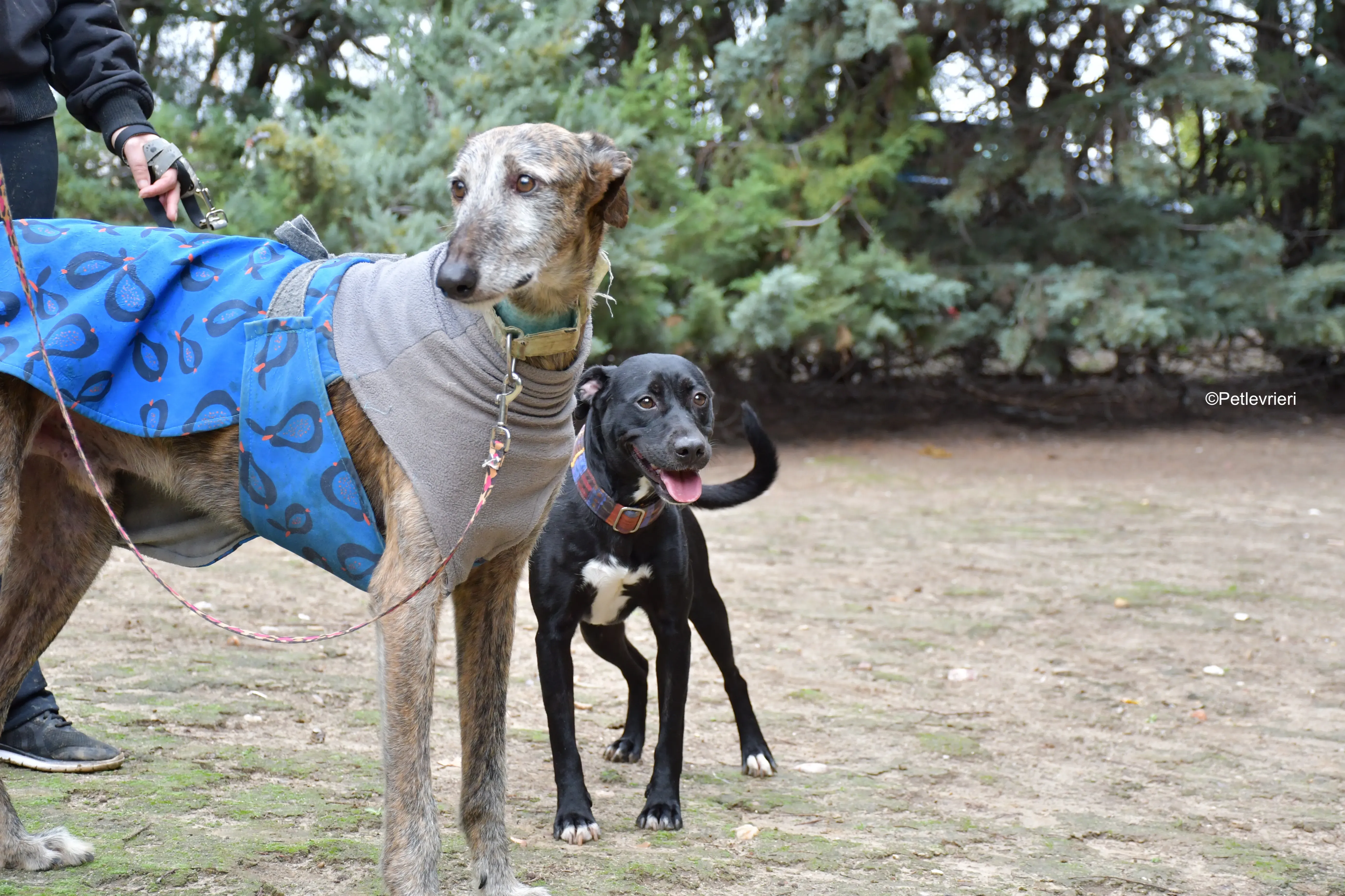 adamo eva adozione levrieri galgo 14