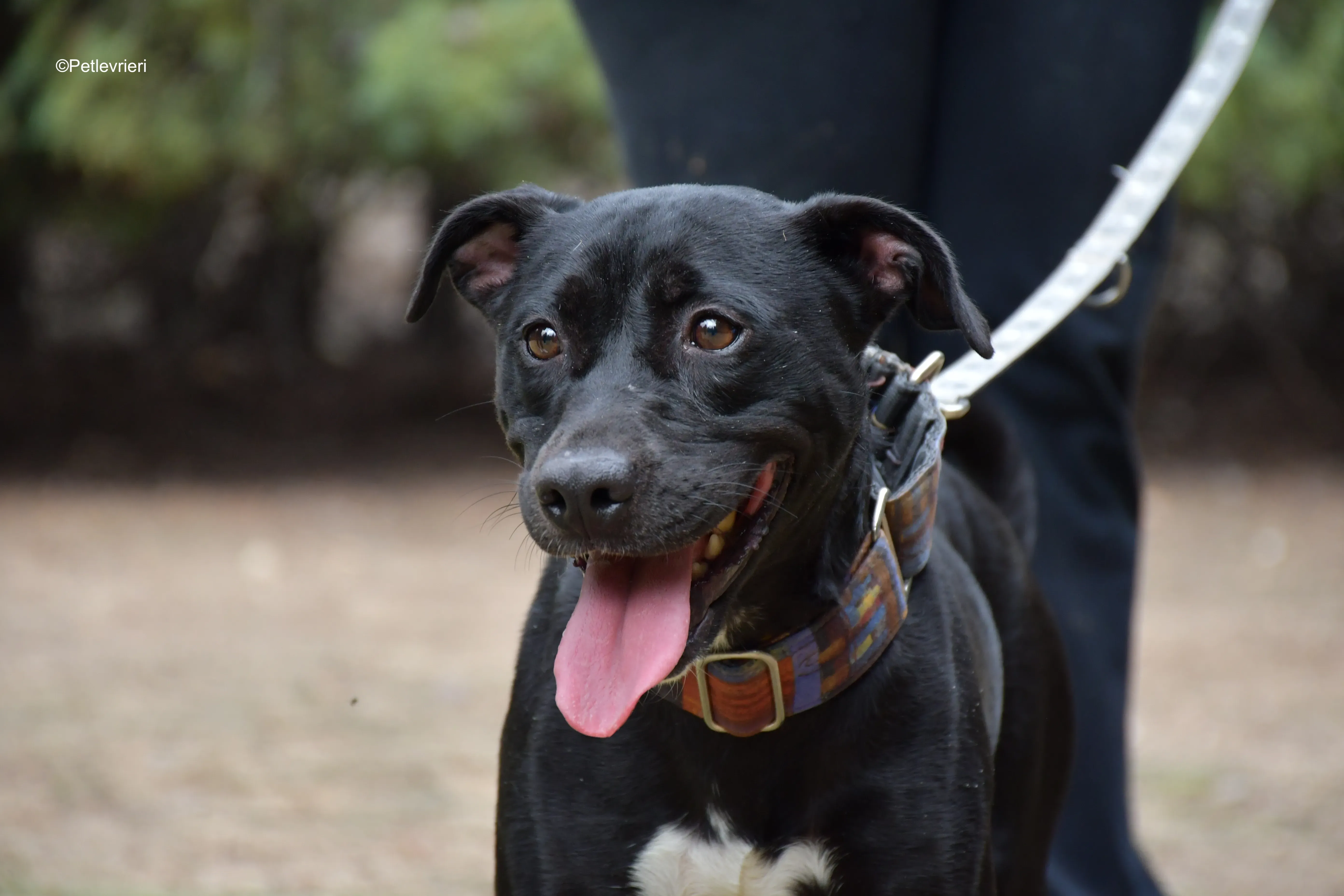 adamo eva adozione levrieri galgo 15