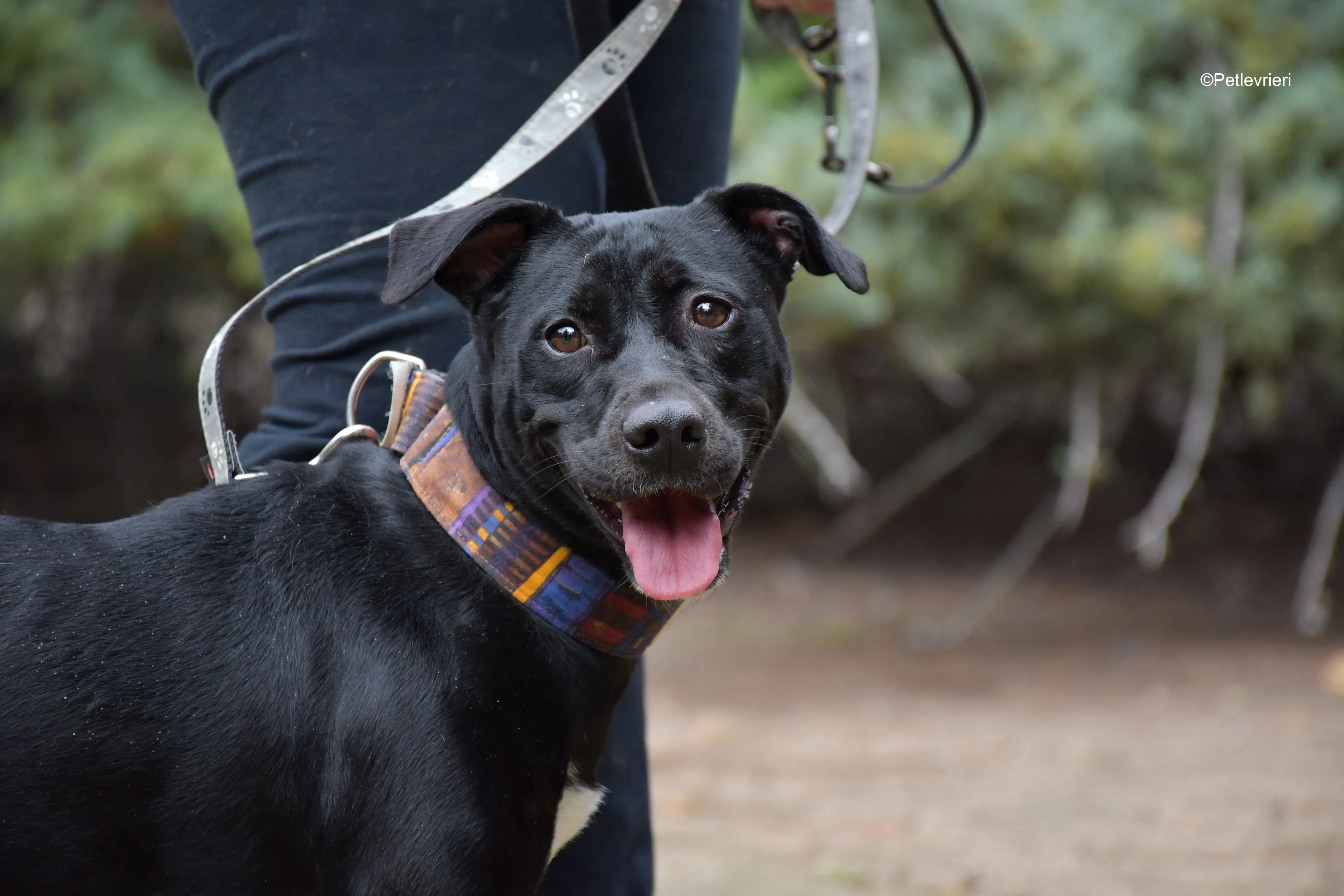 adamo eva adozione levrieri galgo 16