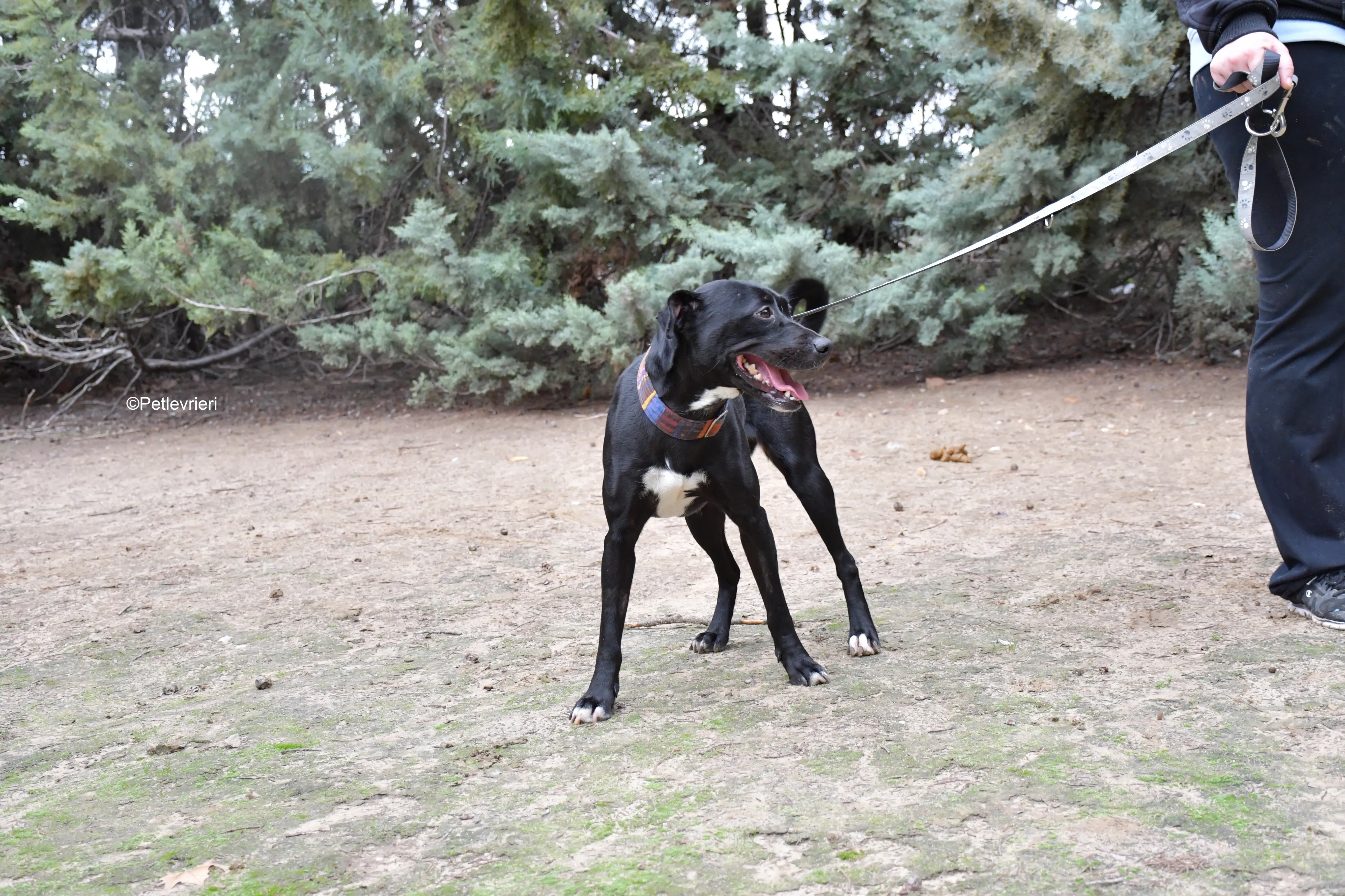 adamo eva adozione levrieri galgo 2