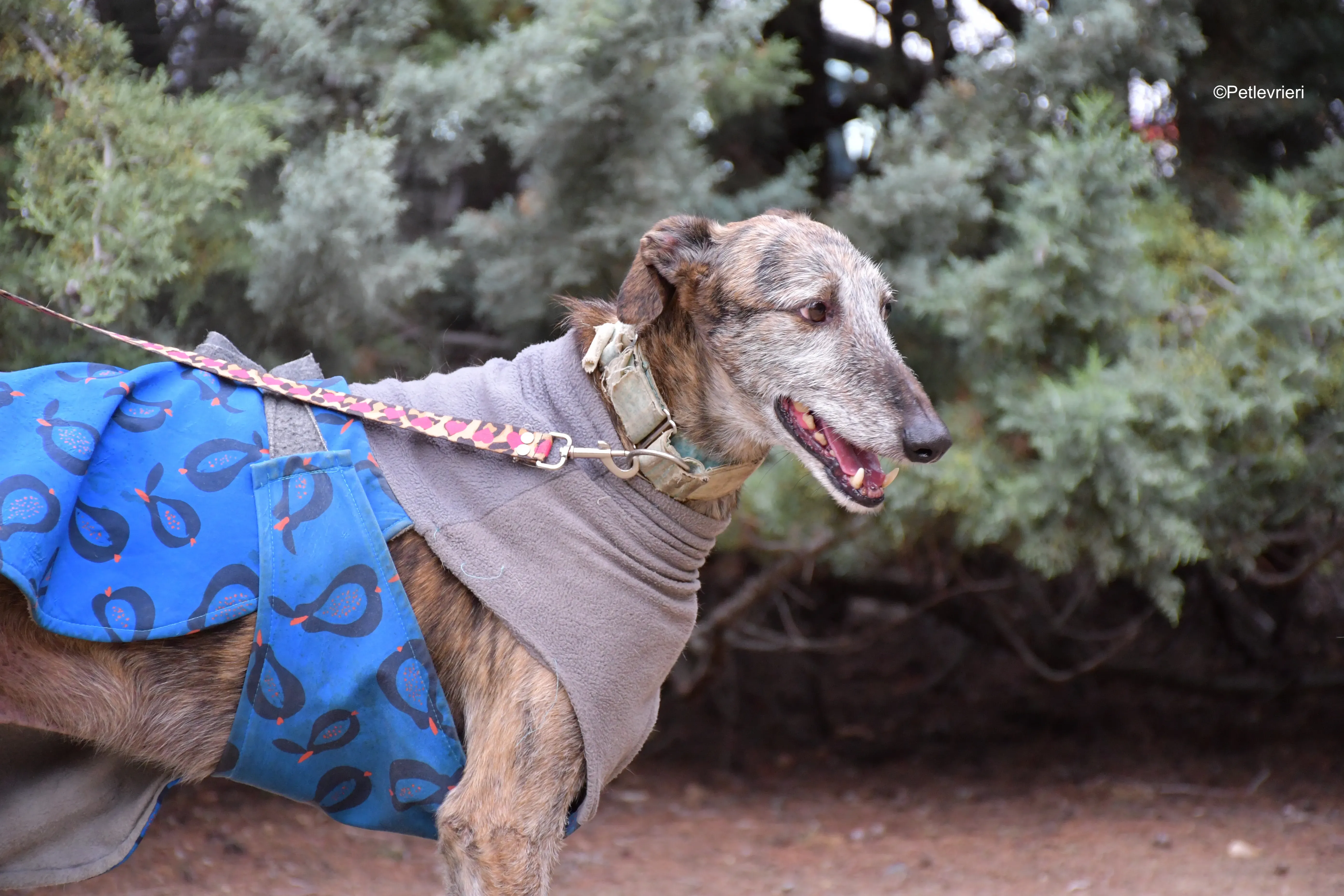 adamo eva adozione levrieri galgo 3