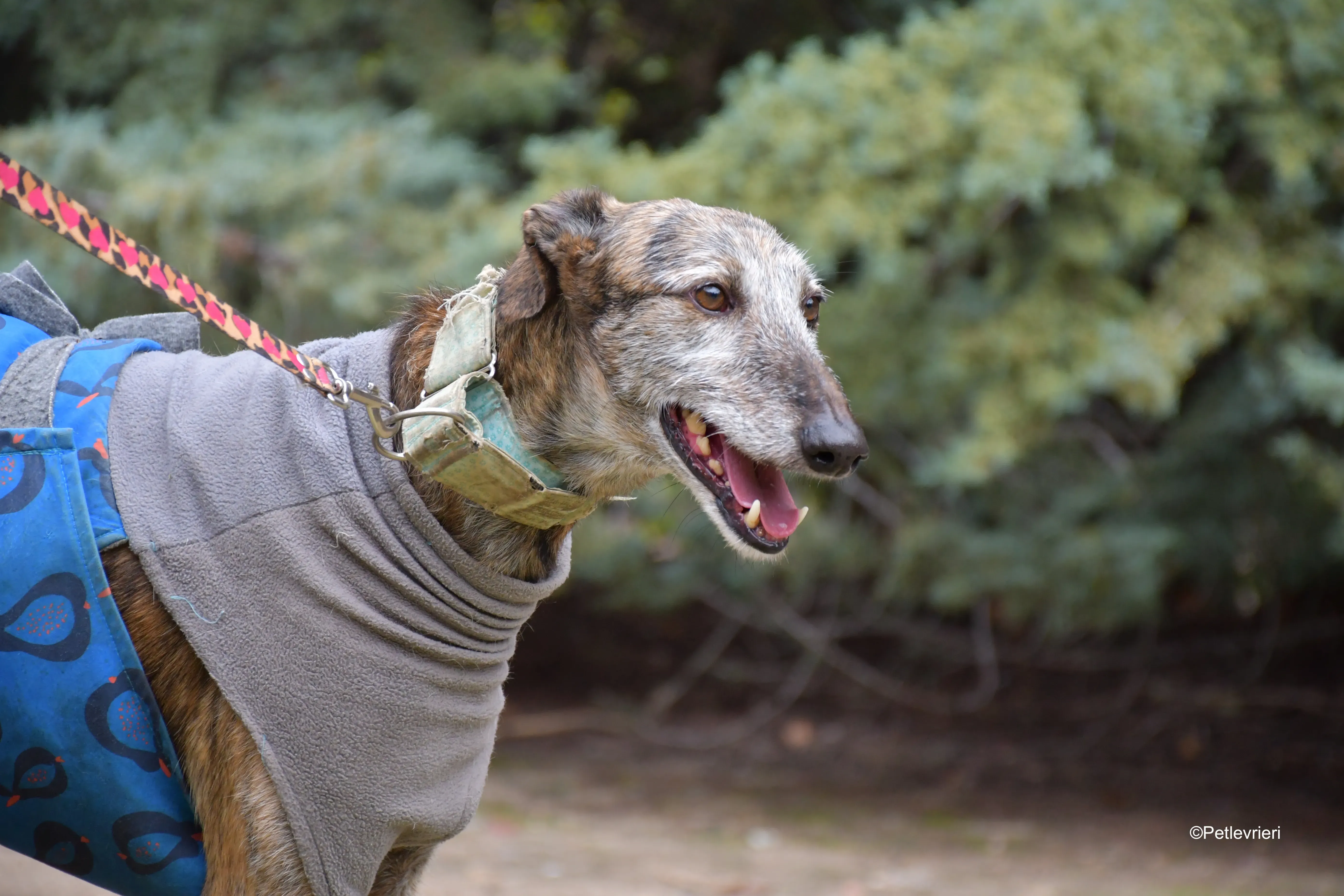 adamo eva adozione levrieri galgo 4