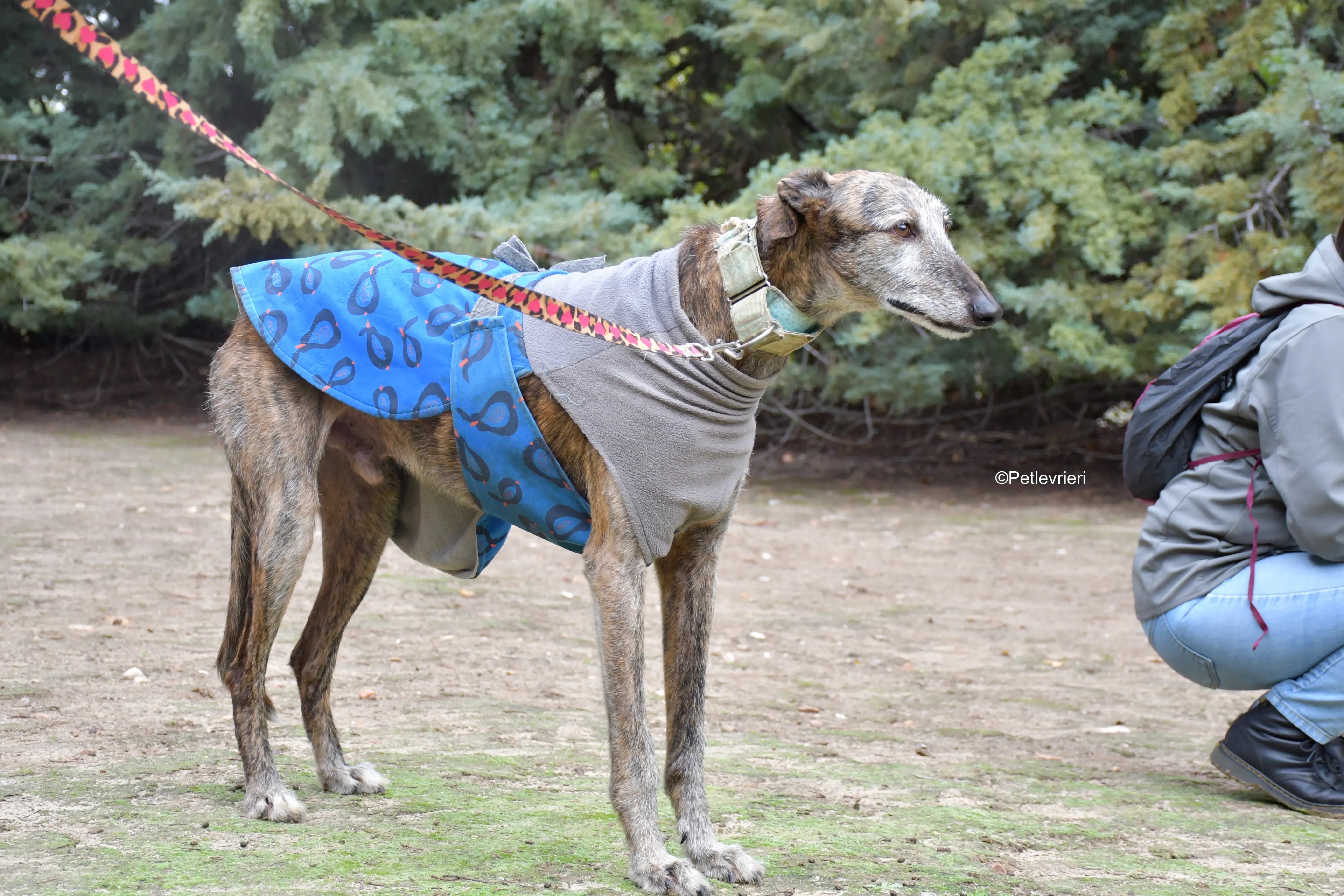 adamo eva adozione levrieri galgo 5