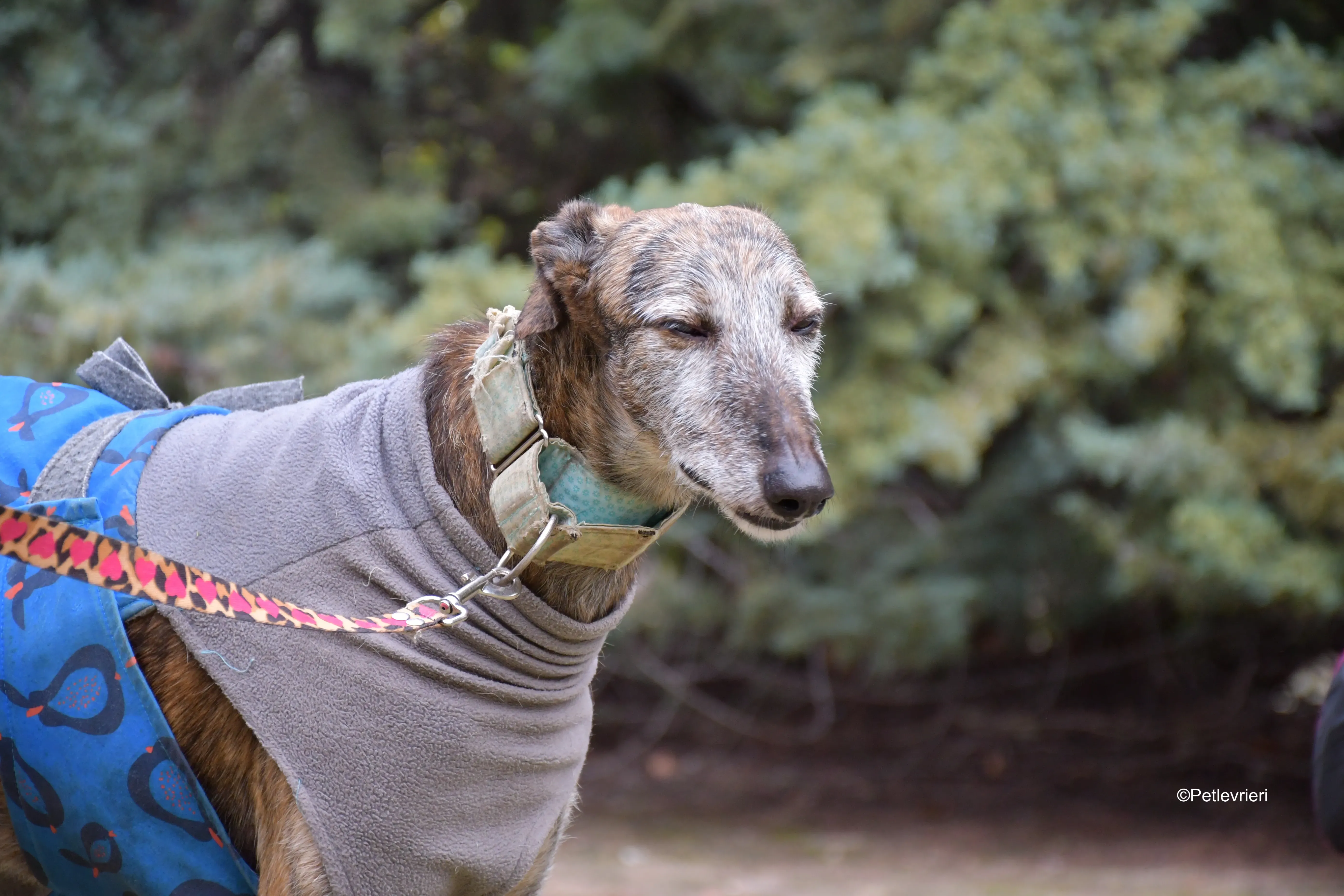 adamo eva adozione levrieri galgo 6