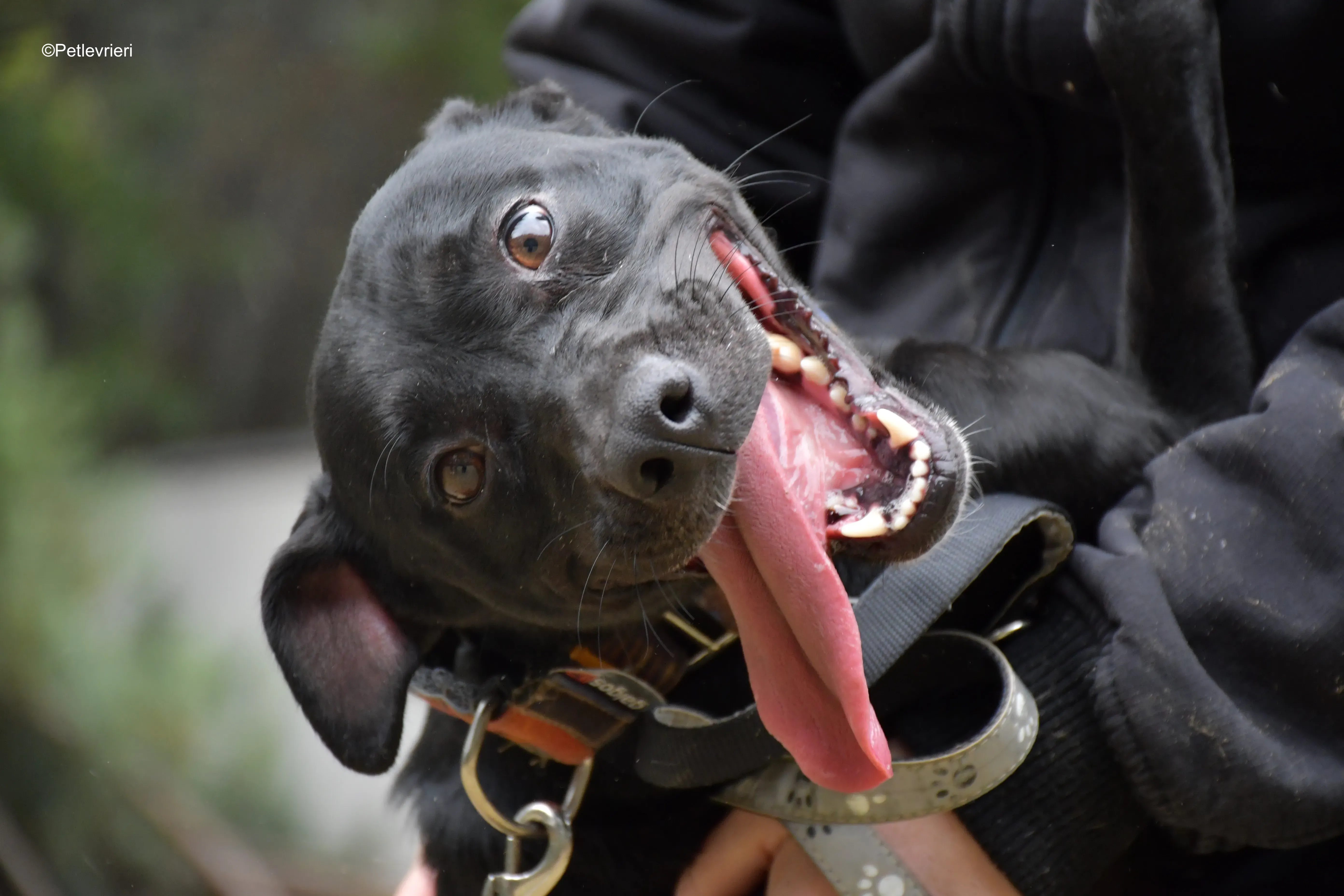 adamo eva adozione levrieri galgo 7