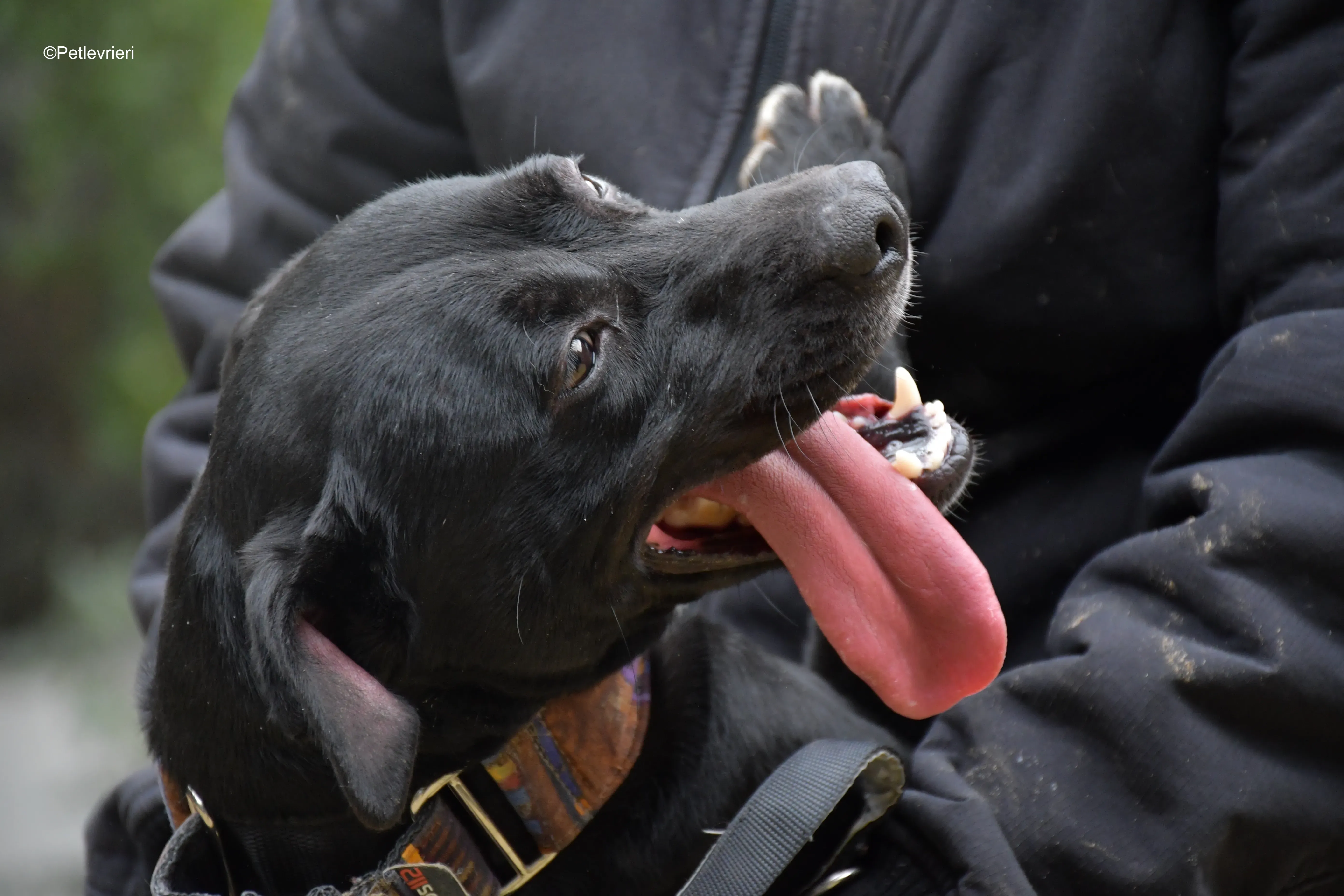 adamo eva adozione levrieri galgo 8