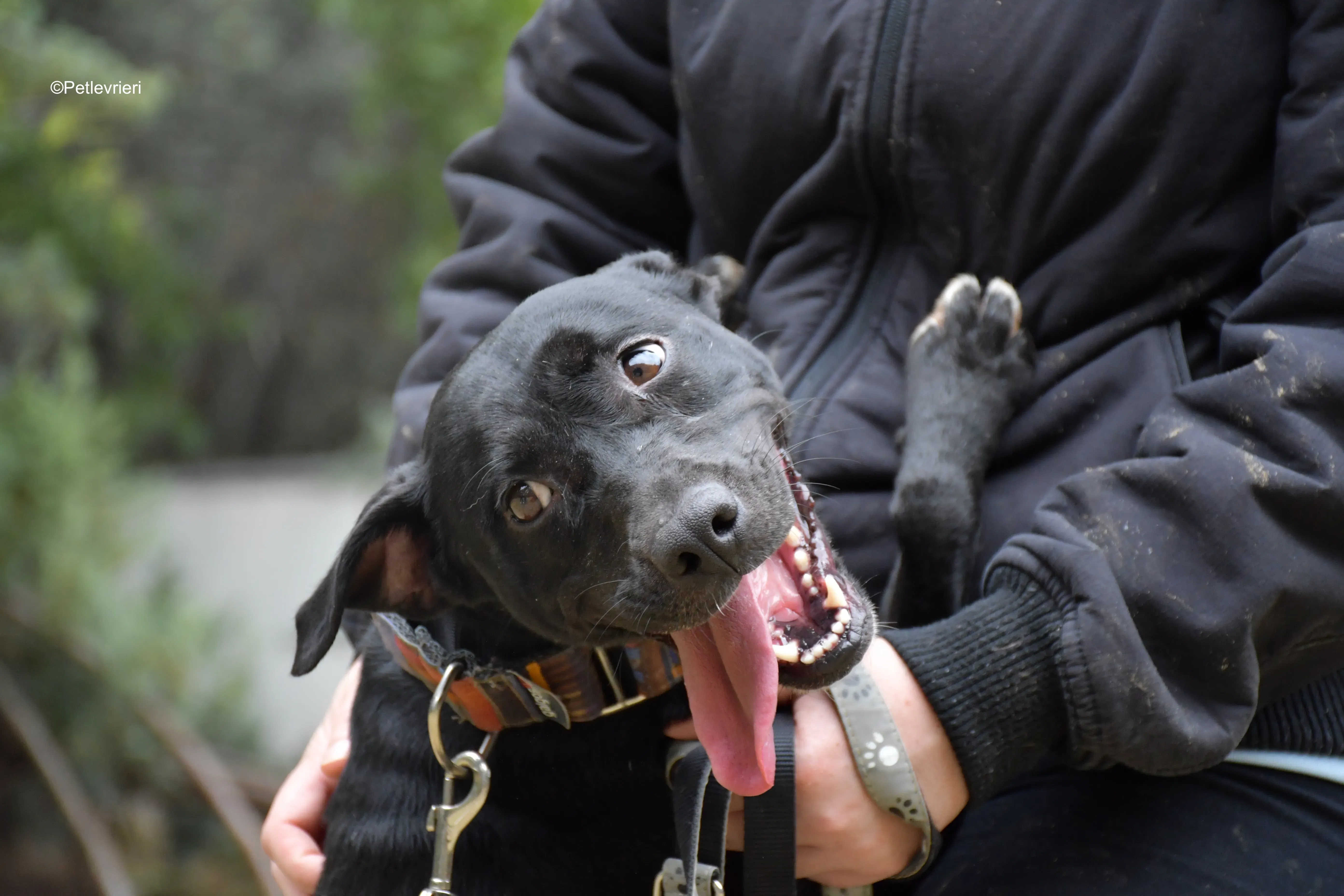 adamo eva adozione levrieri galgo 9