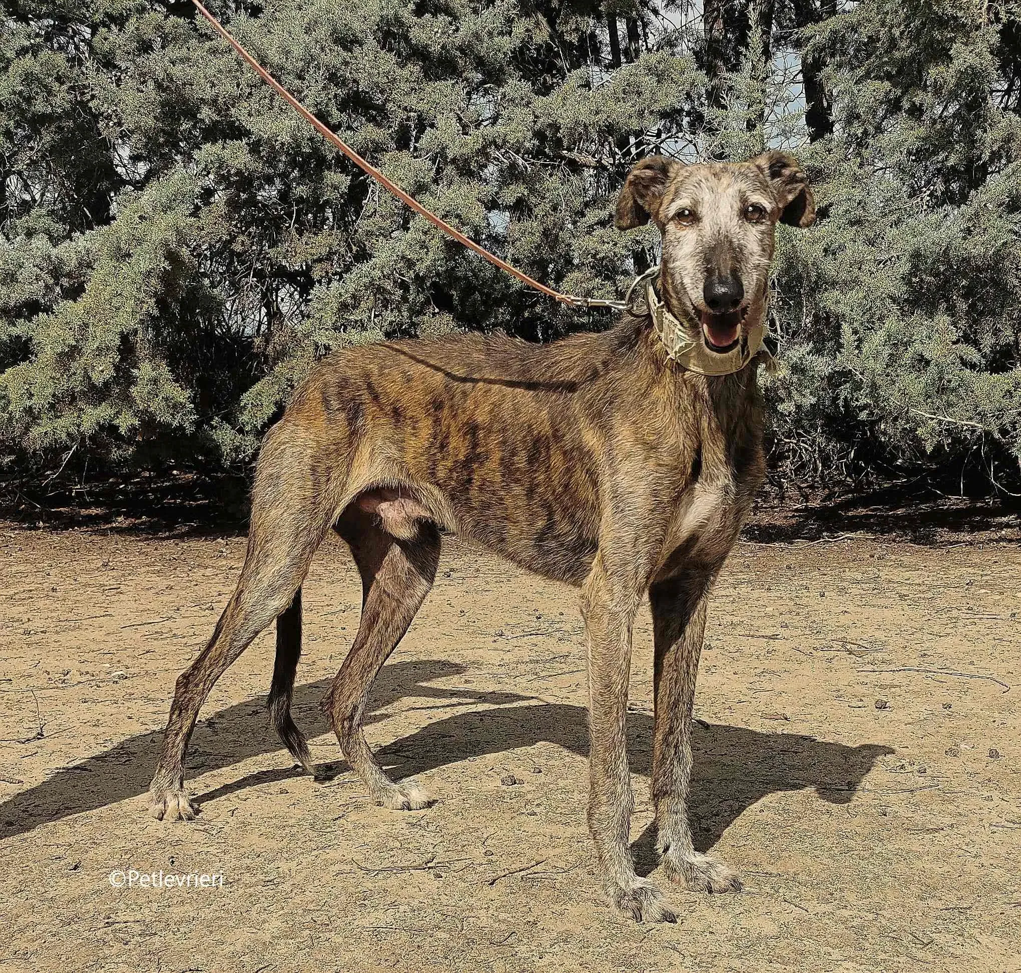 adan adozione levrieri galgo 1 1