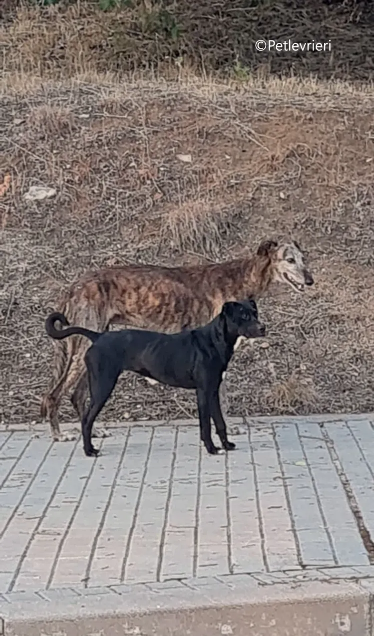 adan adozione levrieri galgo 10 1