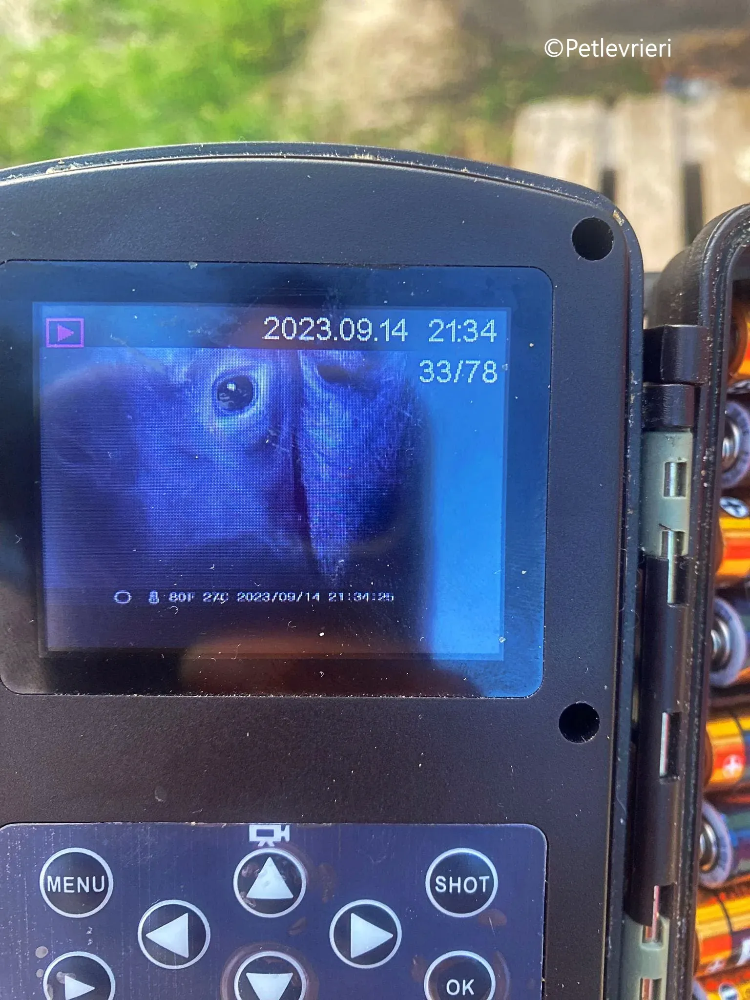 adan adozione levrieri galgo 11 1