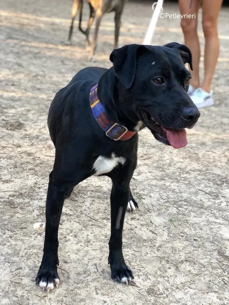 adan adozione levrieri galgo 12 1