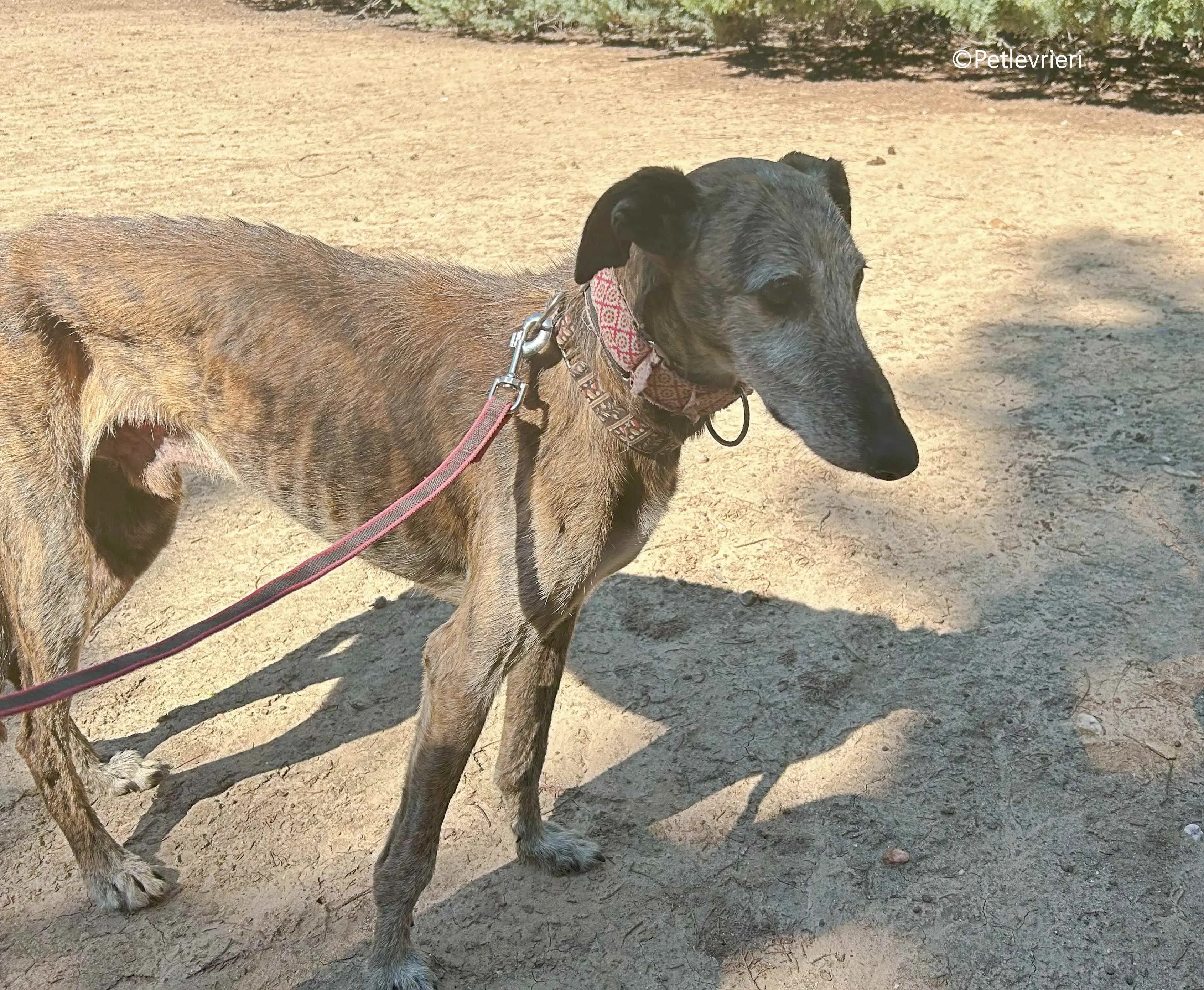 adan adozione levrieri galgo 2 1