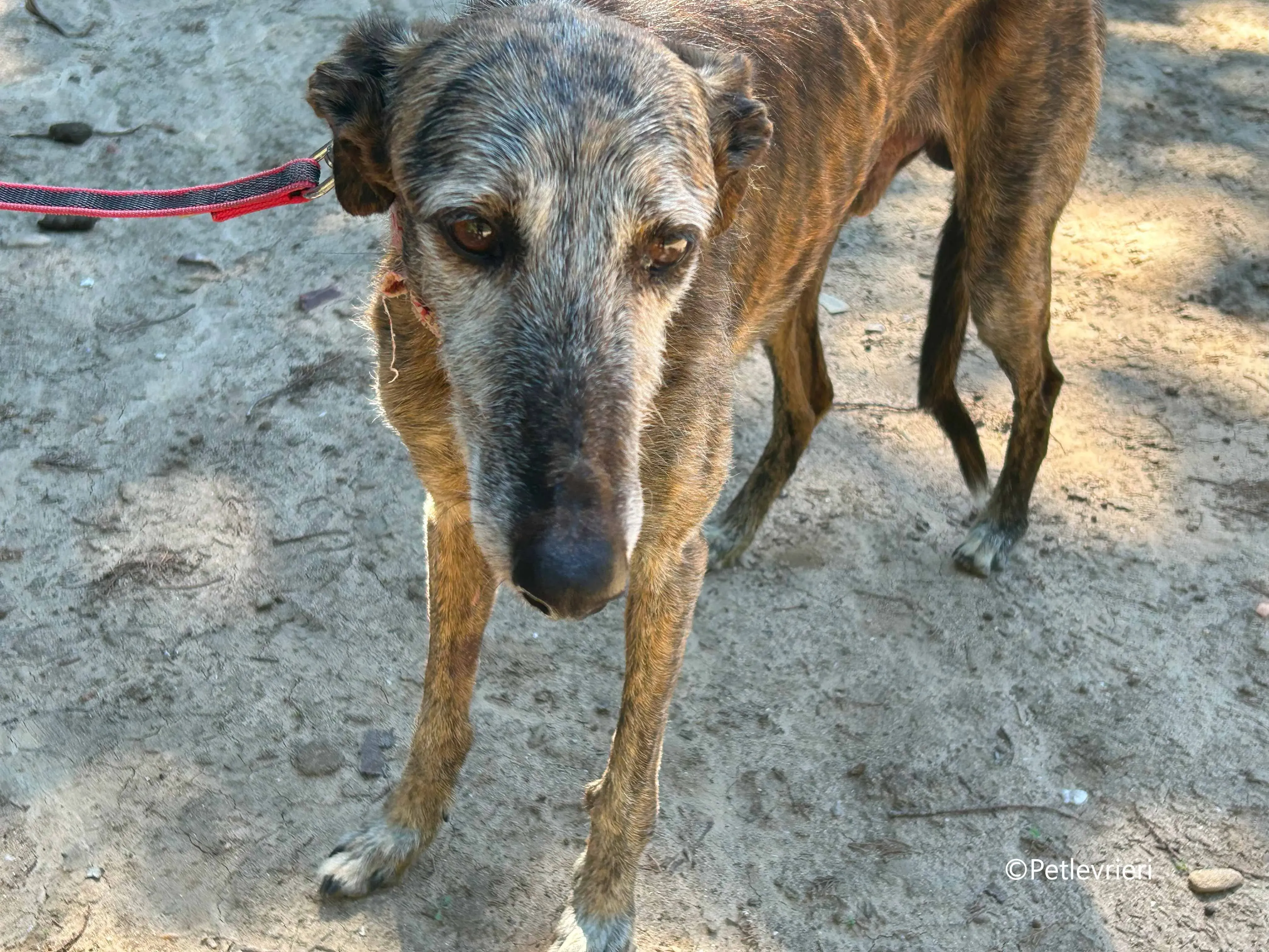 adan adozione levrieri galgo 3