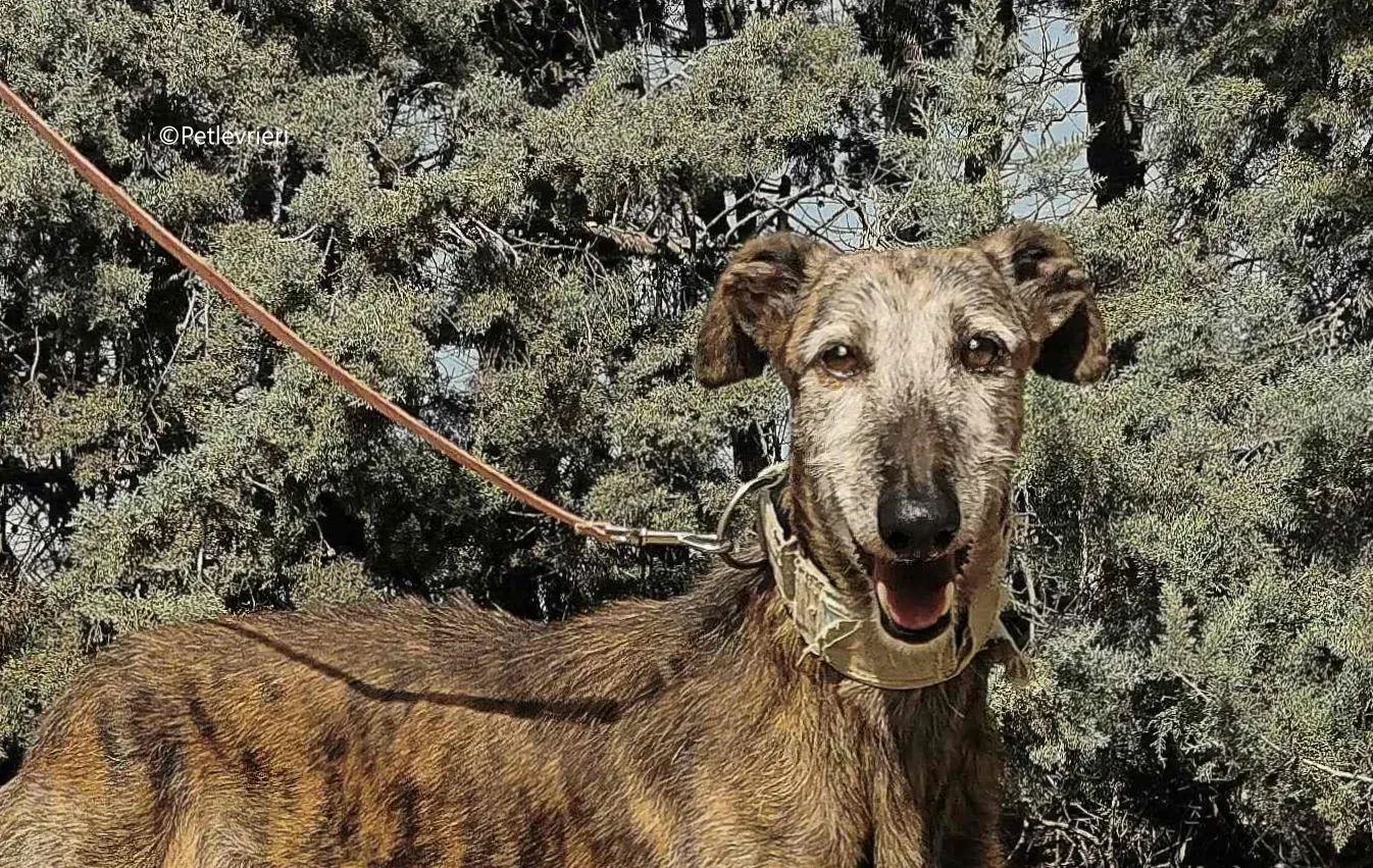 adan adozione levrieri galgo 4 1