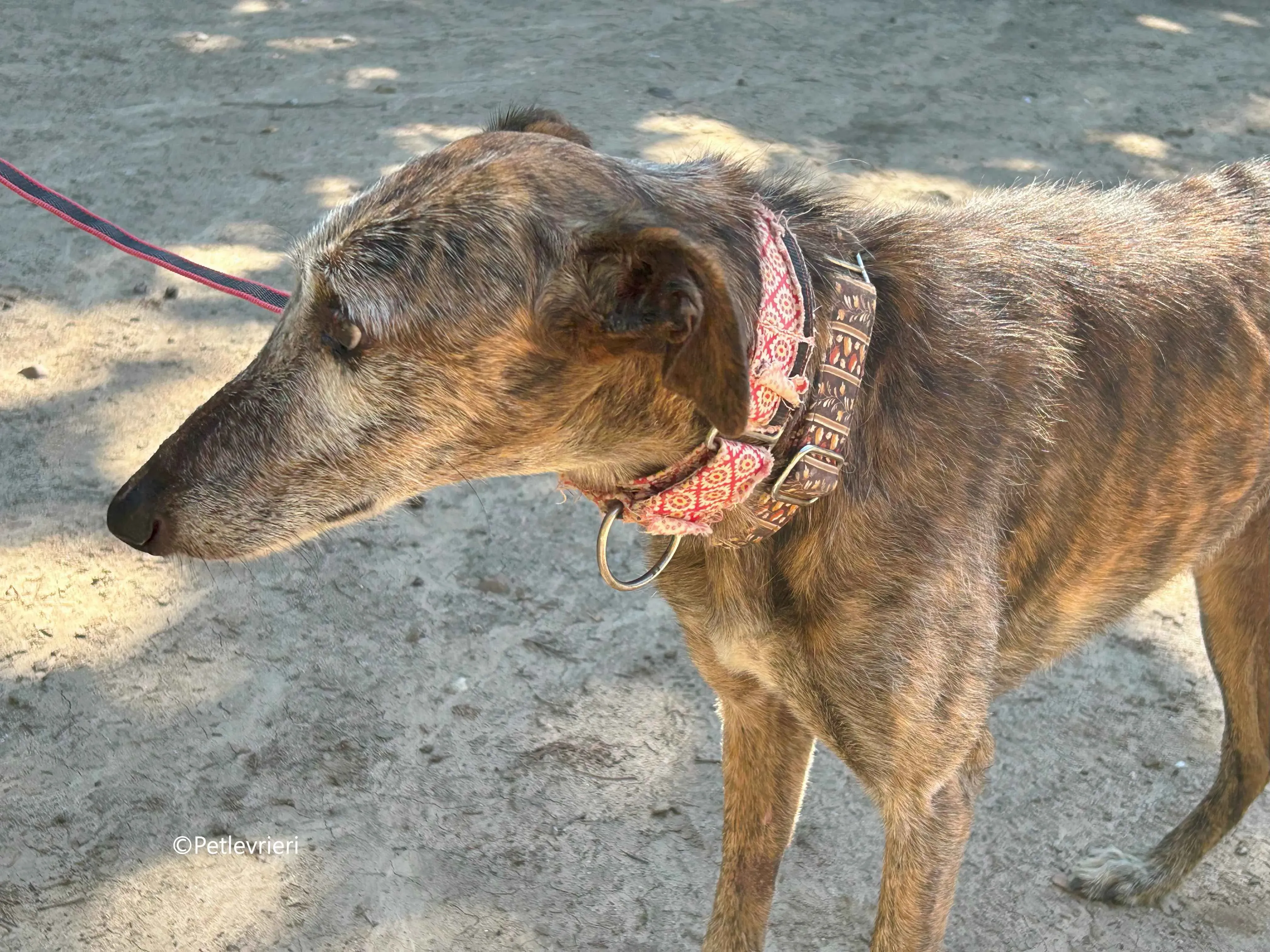 adan adozione levrieri galgo 5 1