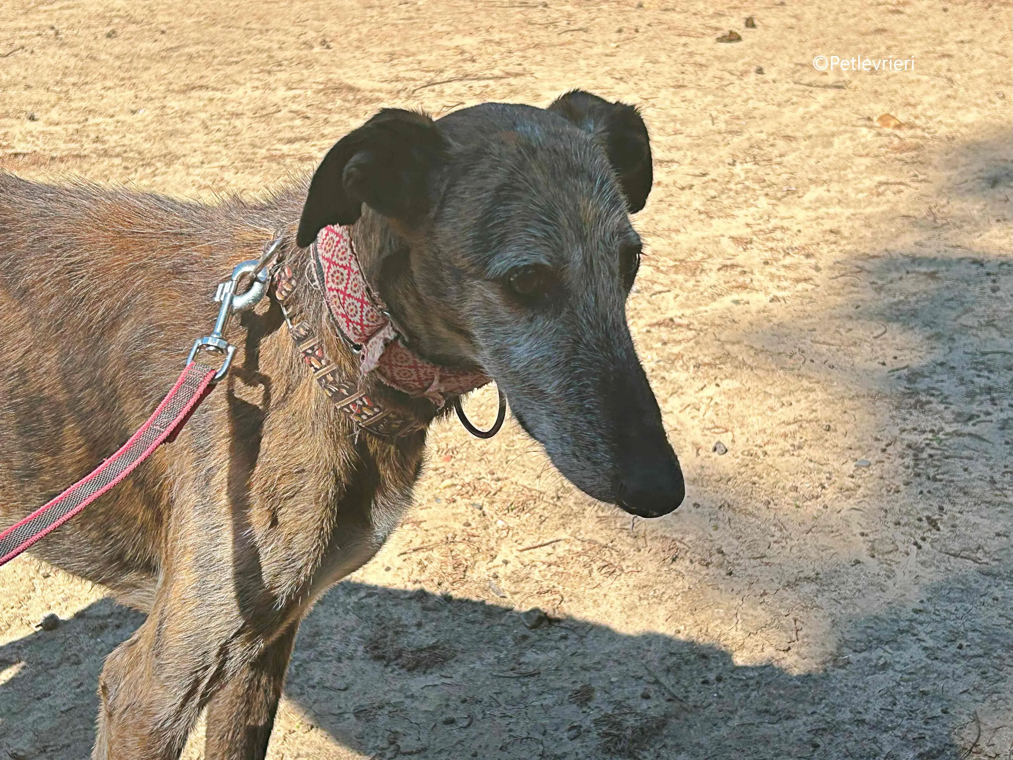 adan adozione levrieri galgo 6 1