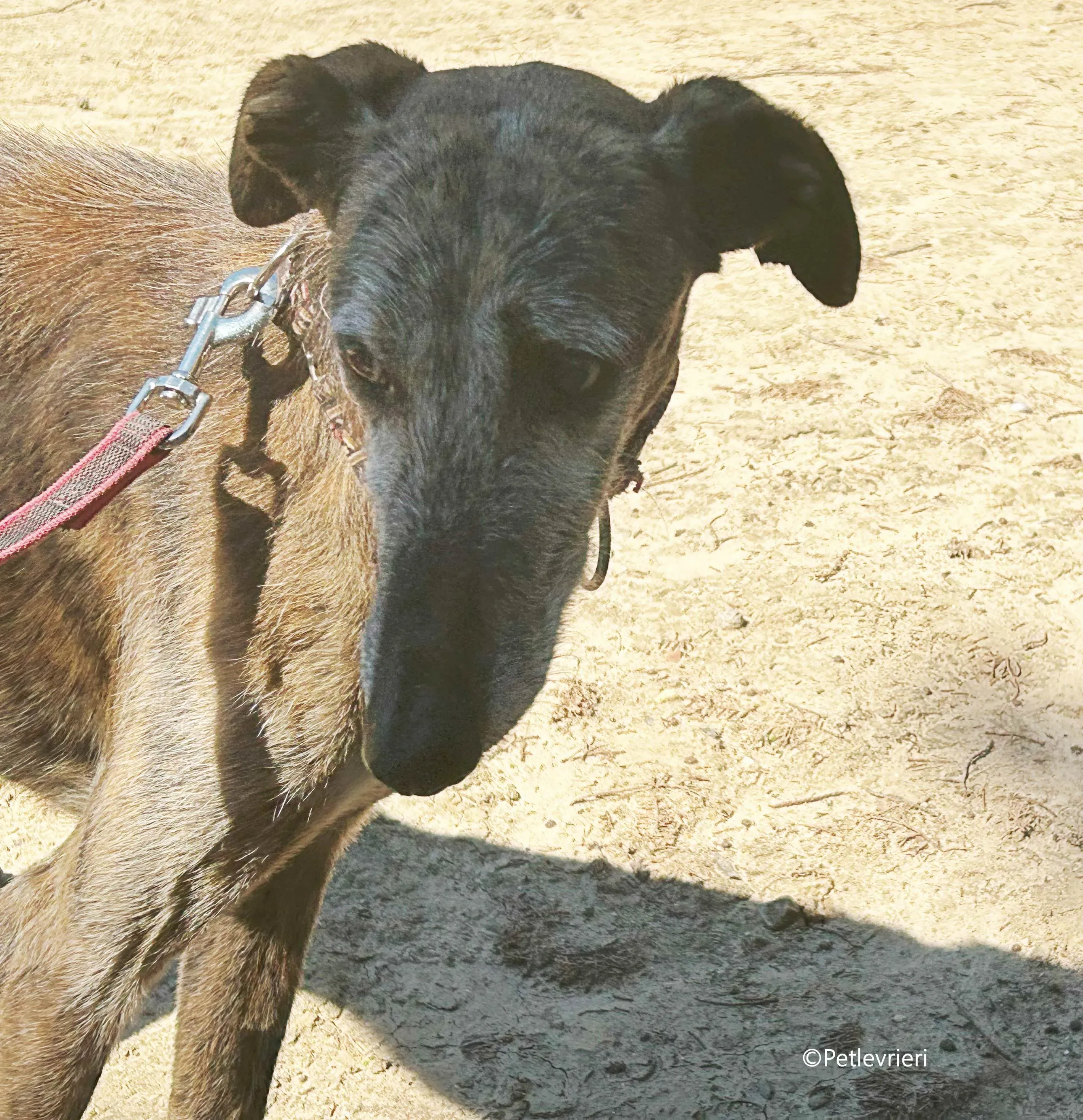 adan adozione levrieri galgo 7 1