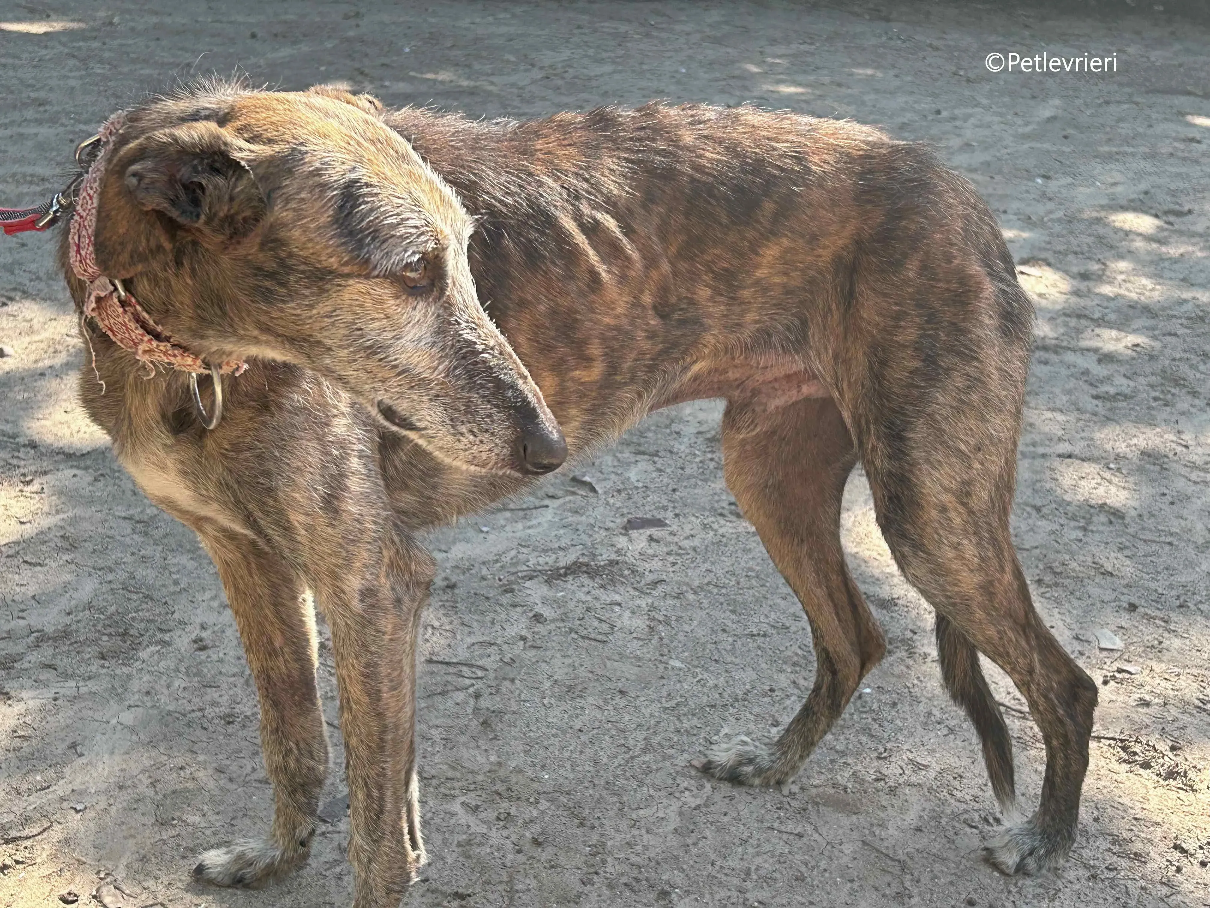 adan adozione levrieri galgo 8 1