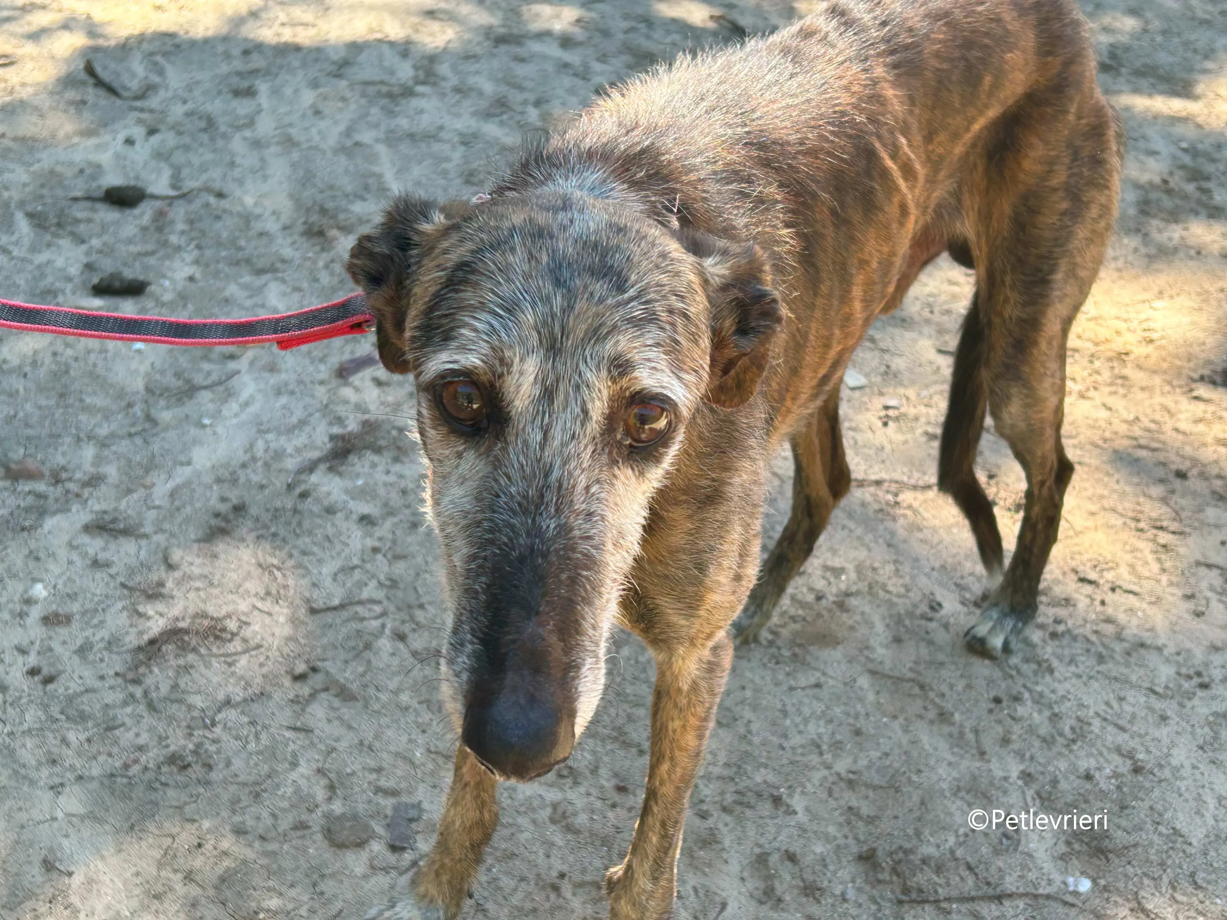 adan adozione levrieri galgo 9 1