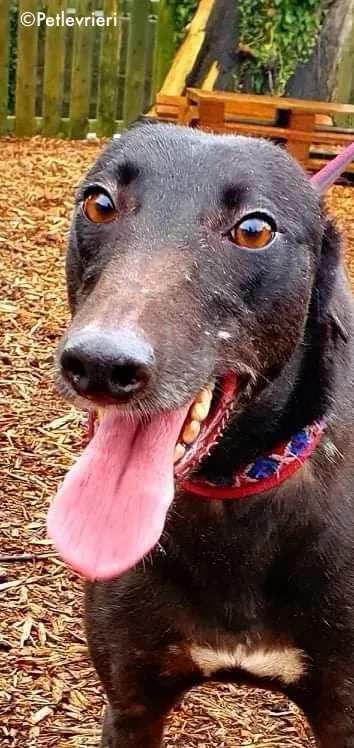 adidas adozione levrieri greyhound 1