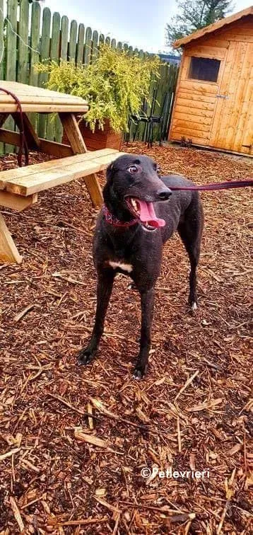 adidas adozione levrieri greyhound 2