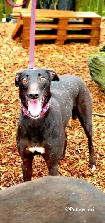 adidas adozione levrieri greyhound 3