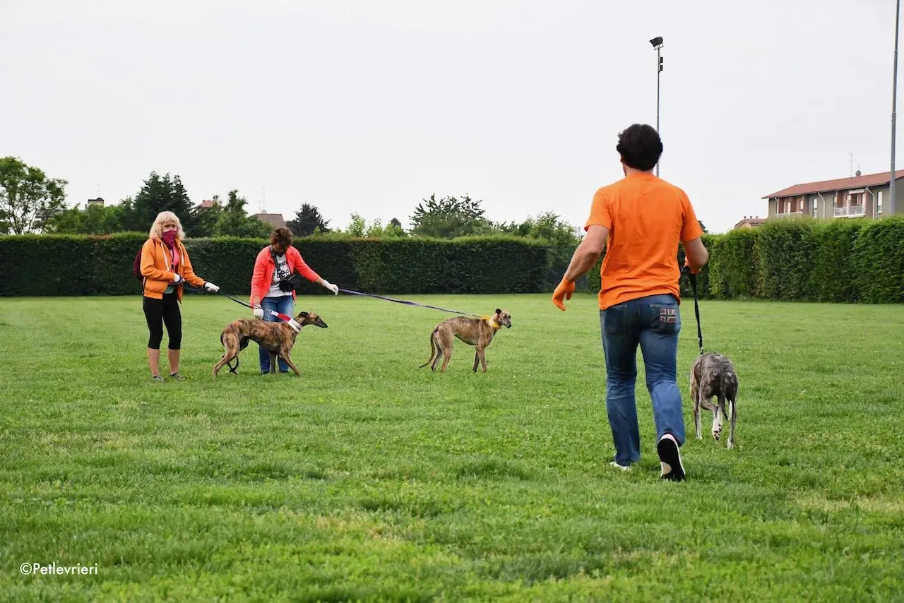 adoption day galgo 23 maggio 2020 1