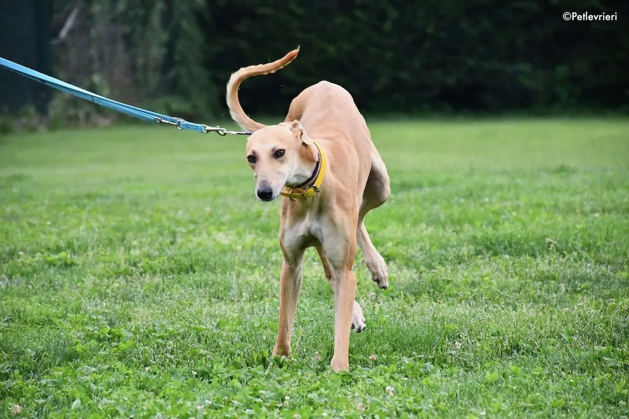 adoption day galgo 23 maggio 2020 10