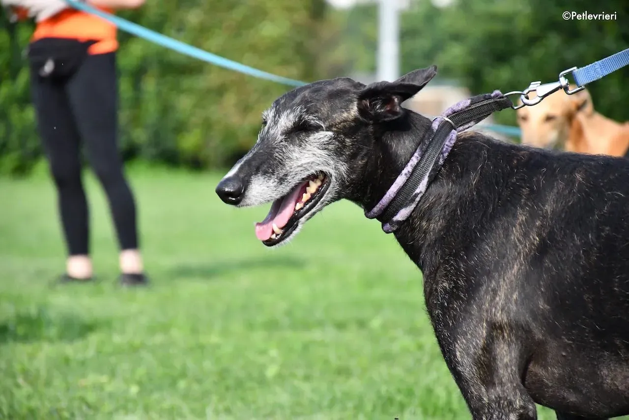 adoption day galgo 23 maggio 2020 100
