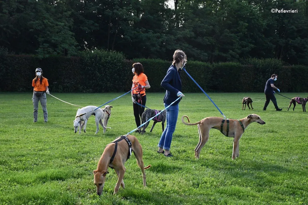 adoption day galgo 23 maggio 2020 101