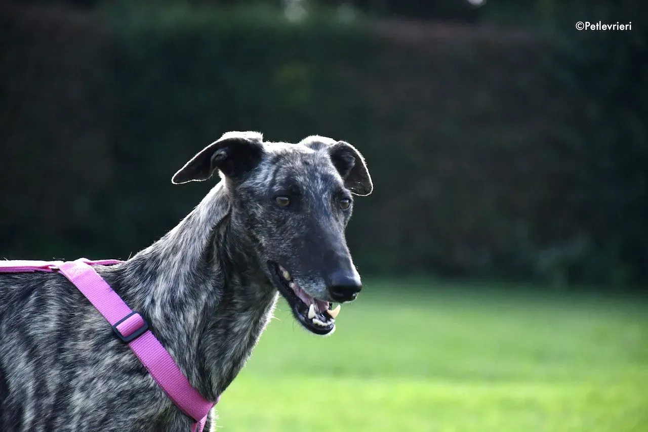 adoption day galgo 23 maggio 2020 102