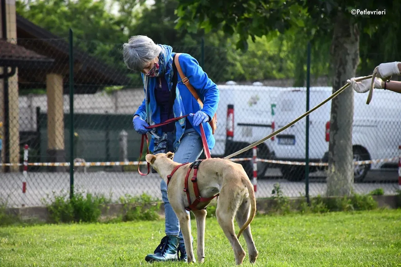 adoption day galgo 23 maggio 2020 103