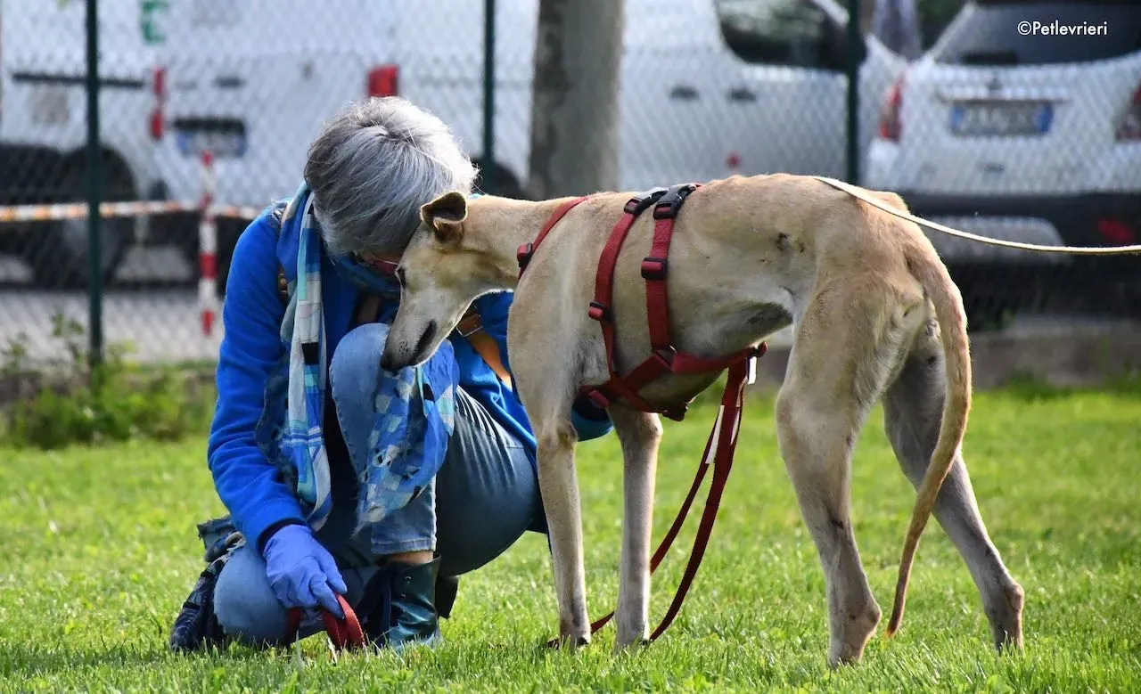 adoption day galgo 23 maggio 2020 105