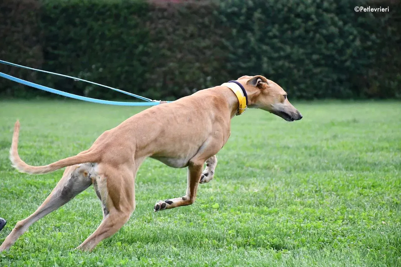 adoption day galgo 23 maggio 2020 11