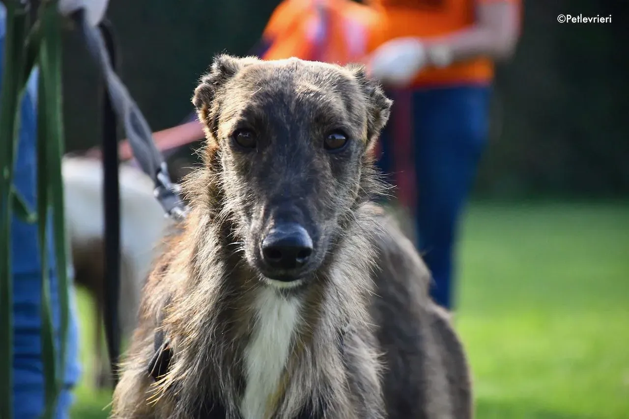 adoption day galgo 23 maggio 2020 110