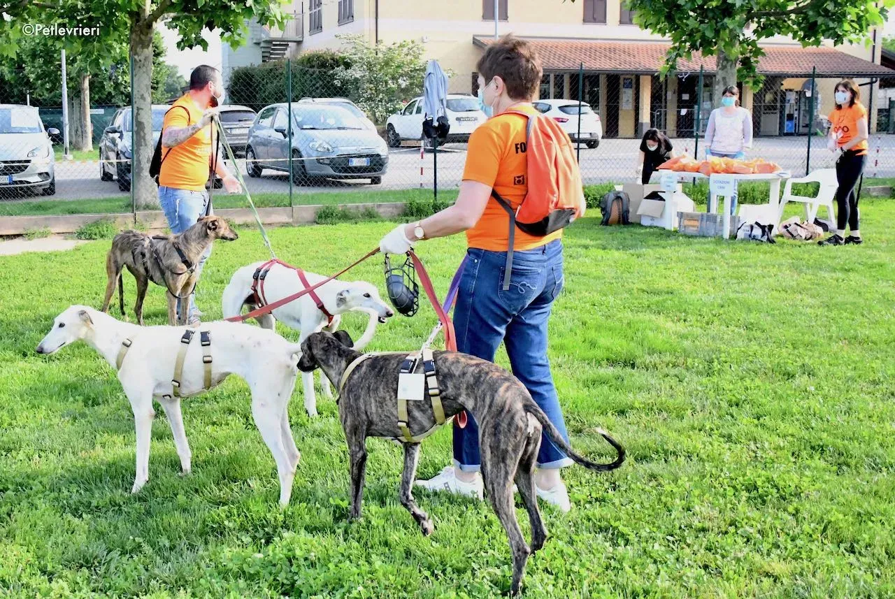 adoption day galgo 23 maggio 2020 112