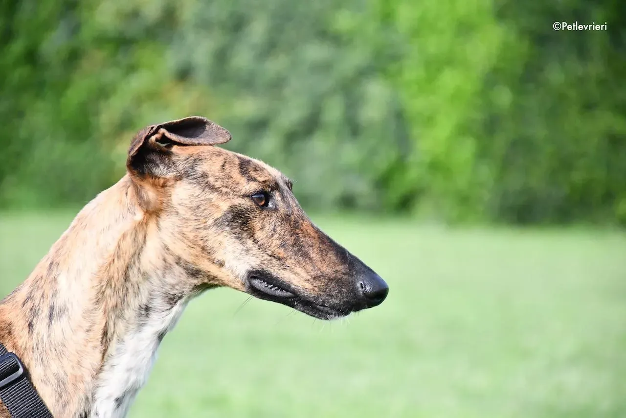 adoption day galgo 23 maggio 2020 115