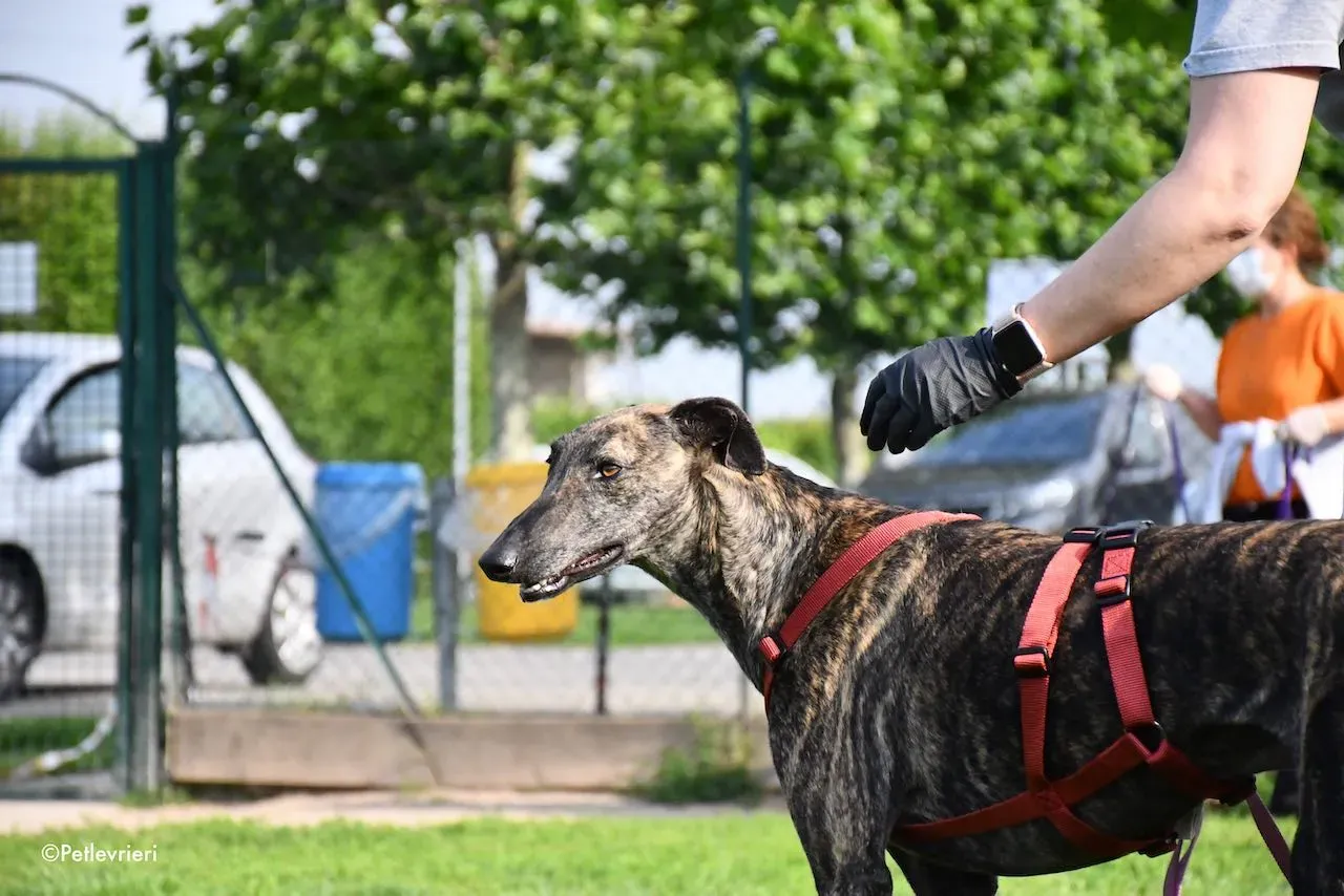 adoption day galgo 23 maggio 2020 117