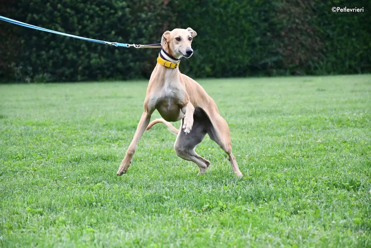 adoption day galgo 23 maggio 2020 12