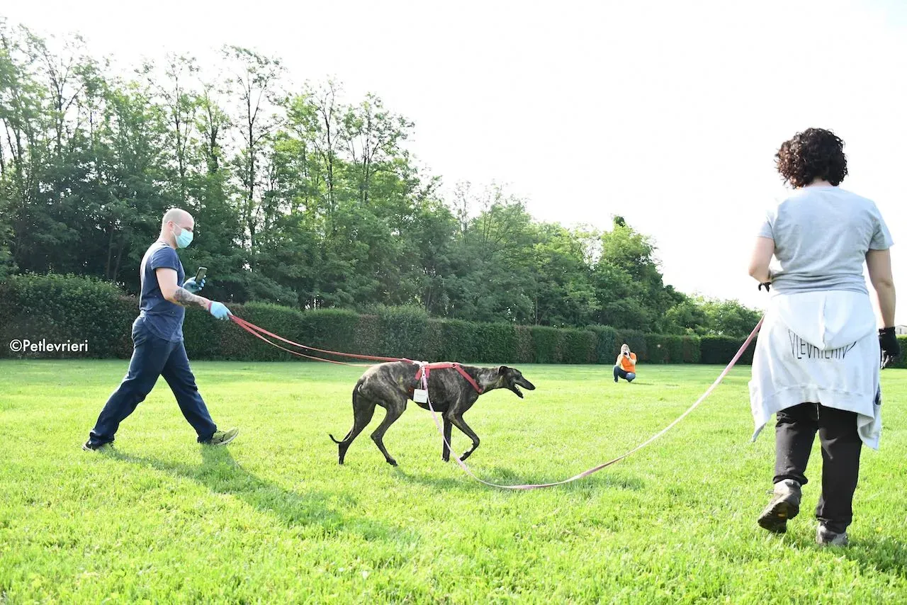 adoption day galgo 23 maggio 2020 123