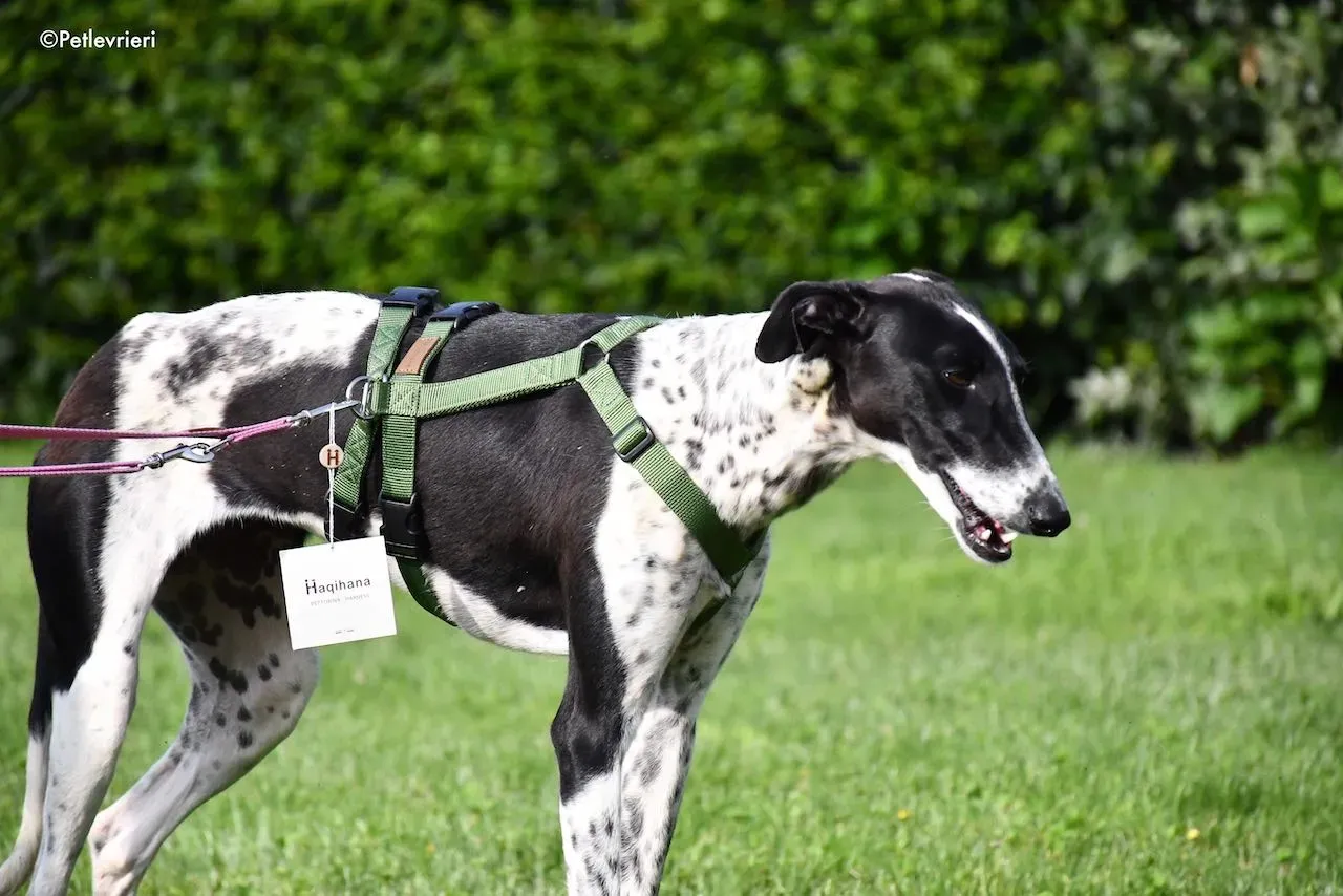 adoption day galgo 23 maggio 2020 124