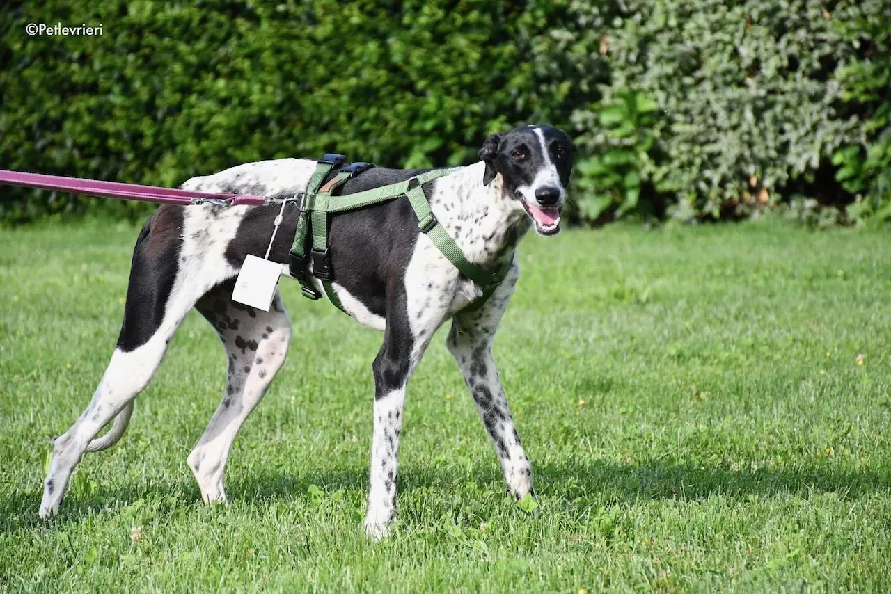 adoption day galgo 23 maggio 2020 125