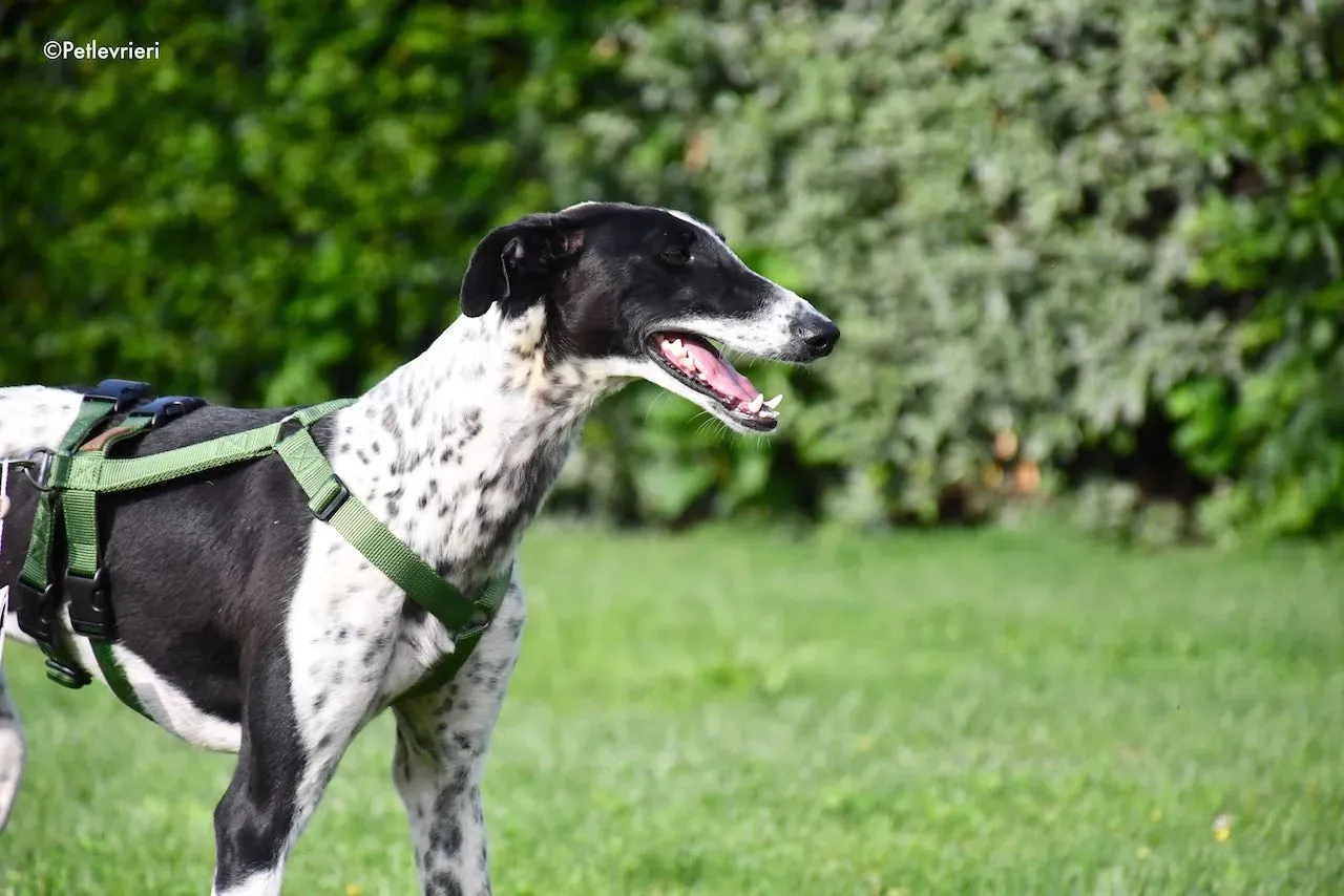 adoption day galgo 23 maggio 2020 126