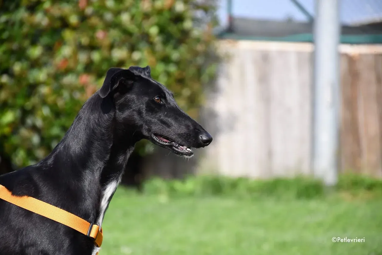 adoption day galgo 23 maggio 2020 127