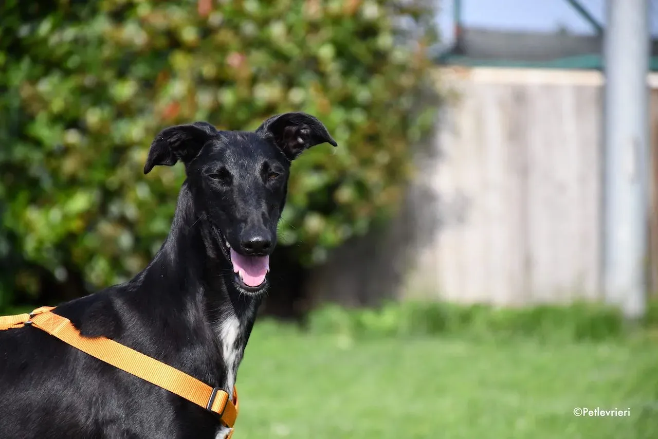 adoption day galgo 23 maggio 2020 128